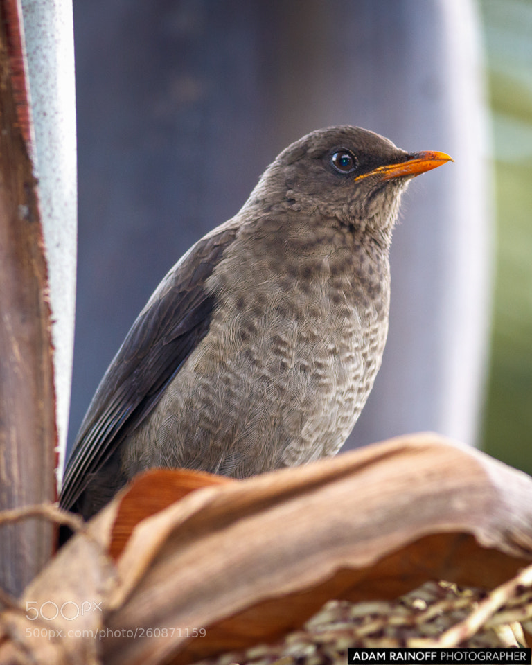 Canon EOS 70D sample photo. Juvenile great thrush jardin photography