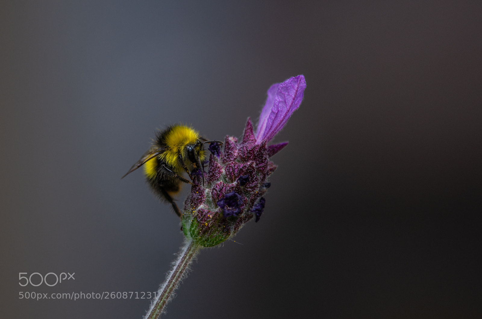 Nikon D7200 sample photo. Lavender bee () photography