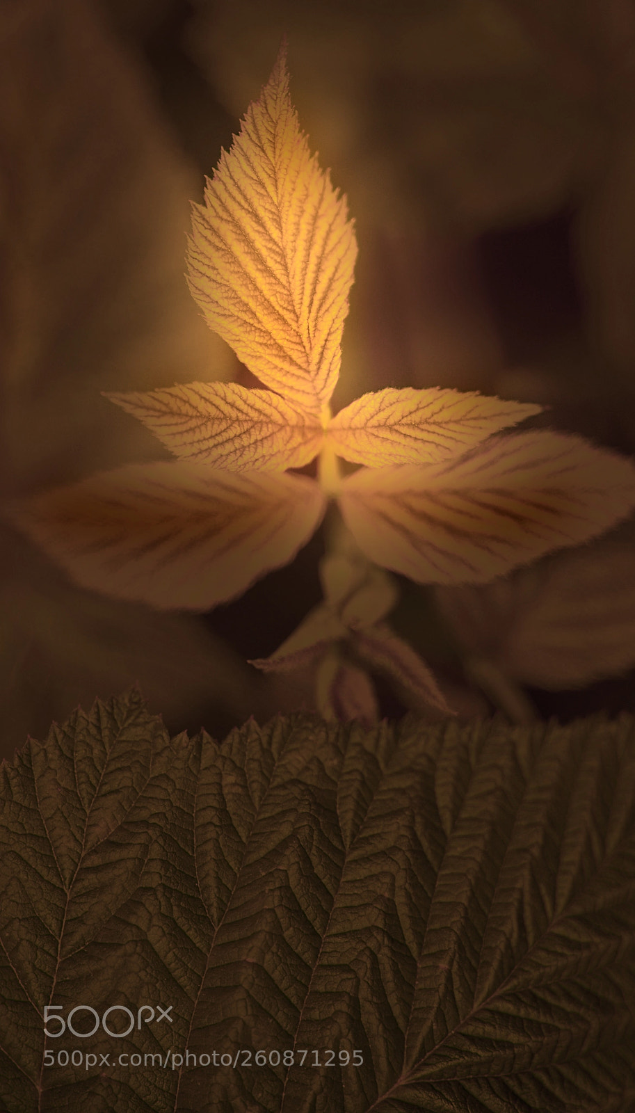 Nikon D610 sample photo. View of plant photography