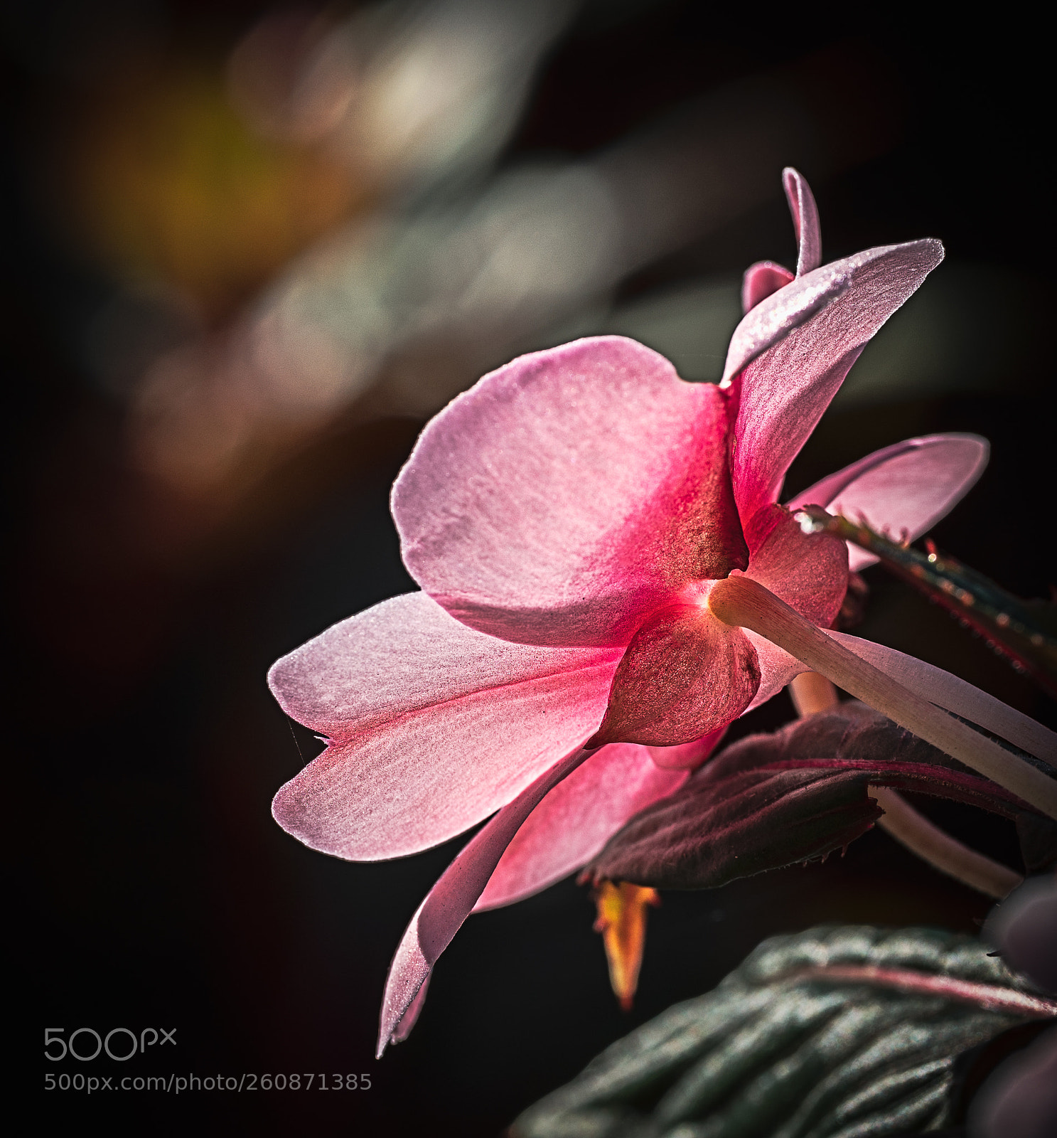 Sony a7R III sample photo. Inpatien photography