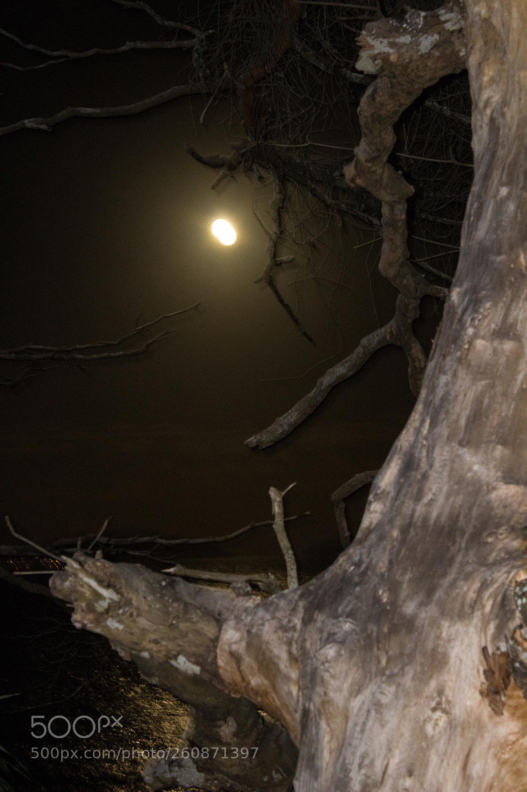 Canon EOS 1200D (EOS Rebel T5 / EOS Kiss X70 / EOS Hi) sample photo. Dead forest photography