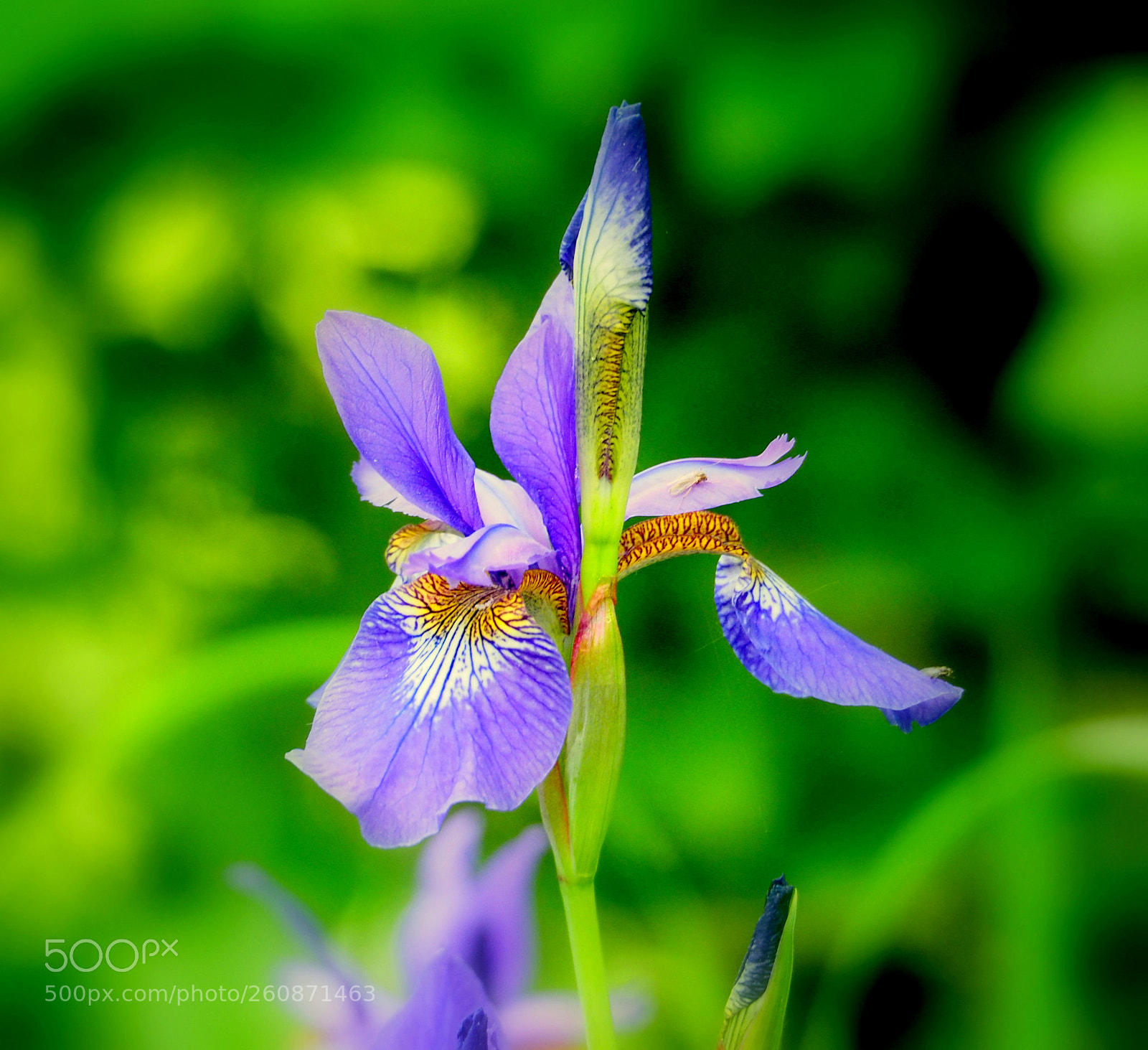 Olympus OM-D E-M1 sample photo. Iris purple bloom.... photography