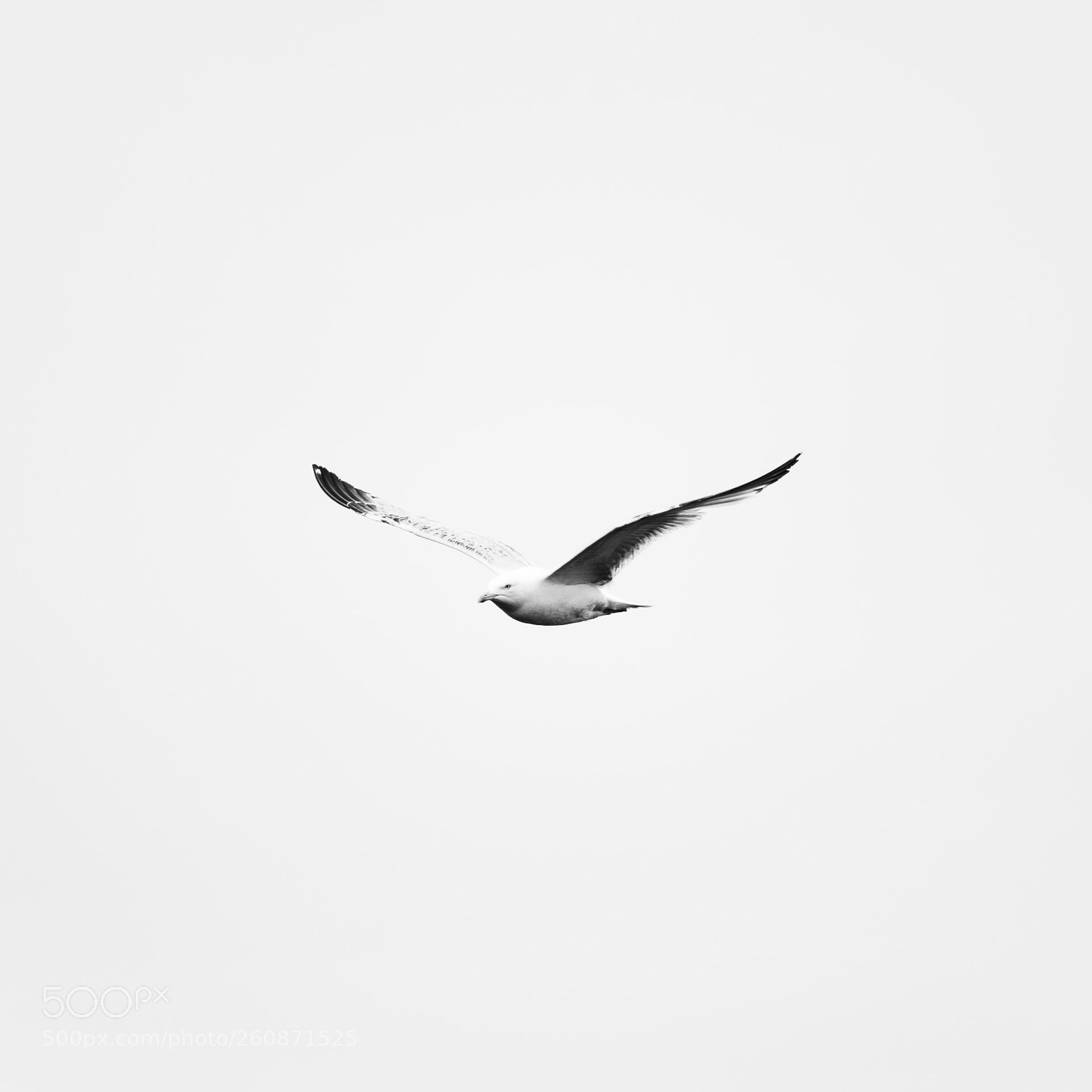 Nikon D3300 sample photo. Flying gull photography