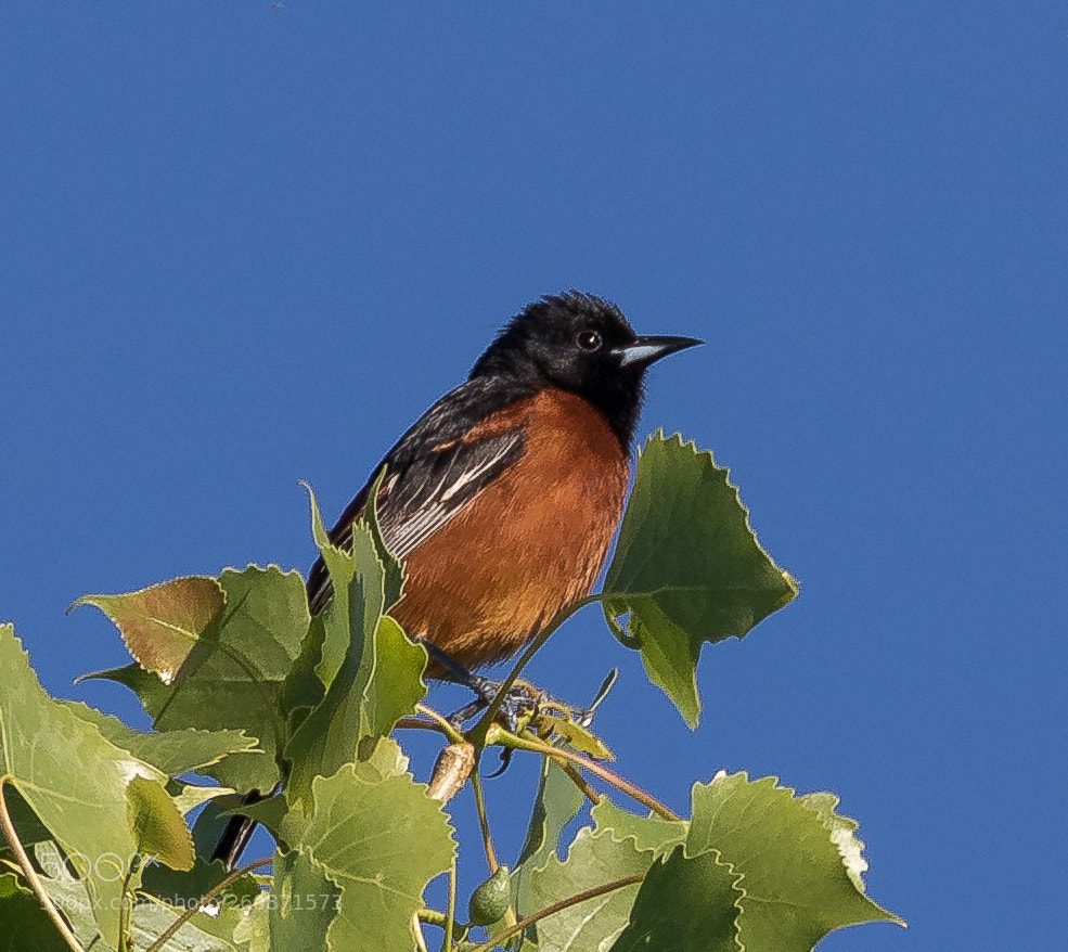 Canon EOS 7D Mark II sample photo. Orchard oriole photography