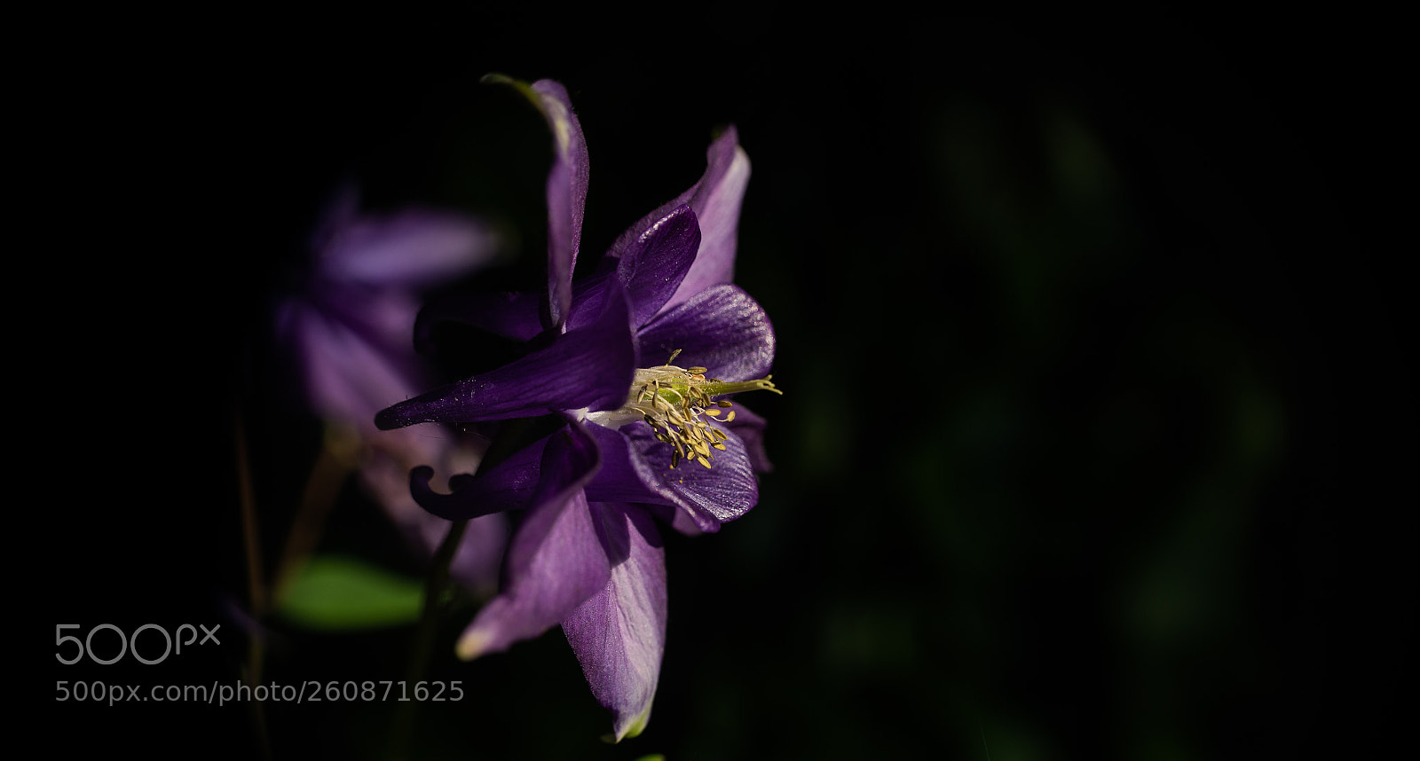 Nikon D7200 sample photo. Aquilegia photography