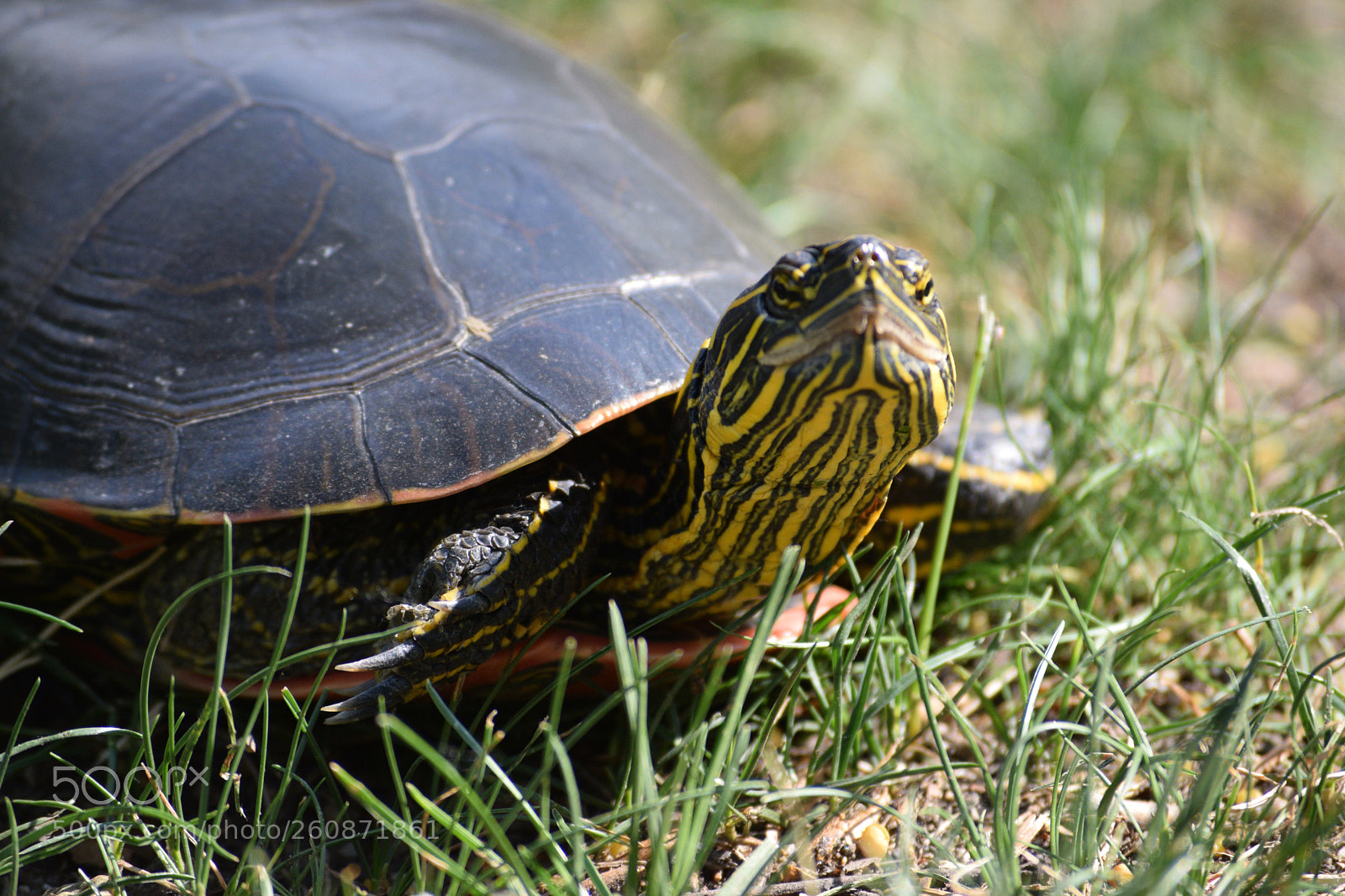 Nikon D3300 sample photo. Painted turtle face photography
