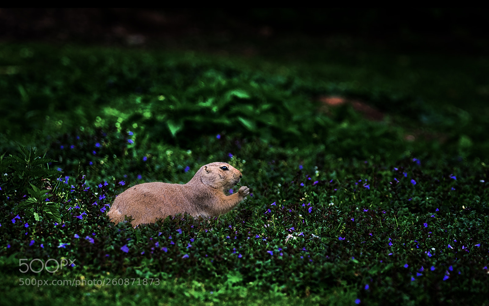 Nikon D5300 sample photo. The black-tailed prairie dog photography