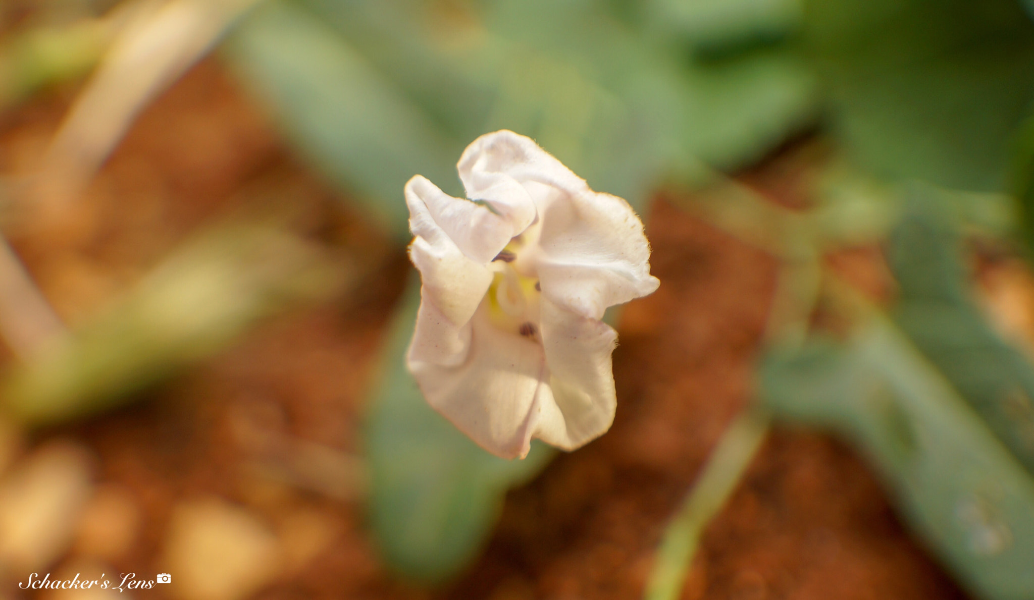 Sony SLT-A65 (SLT-A65V) sample photo. زهرة photography