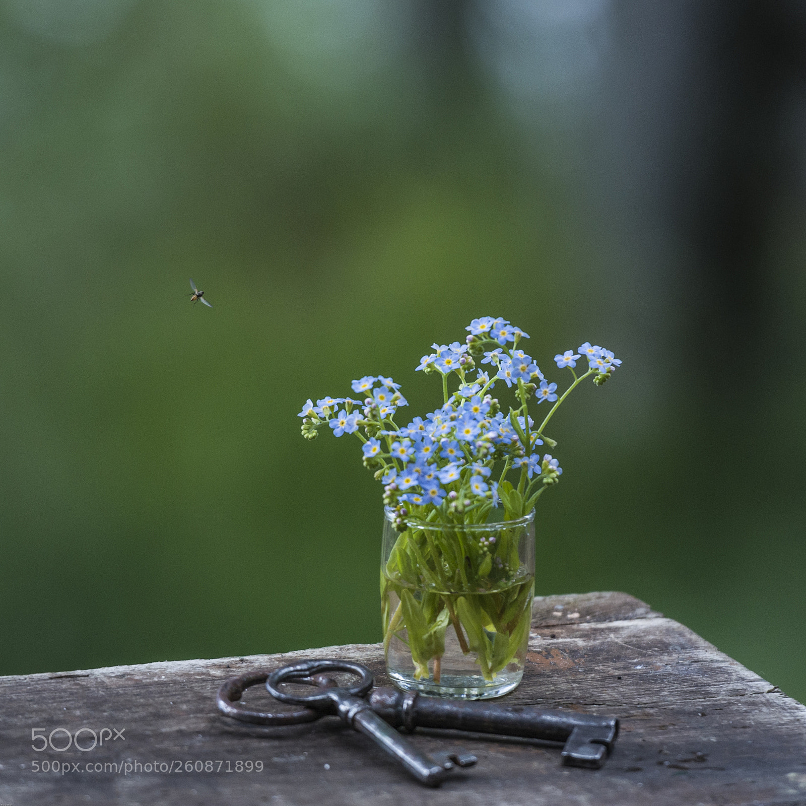 Nikon D800 sample photo. Forglemm meg ei photography