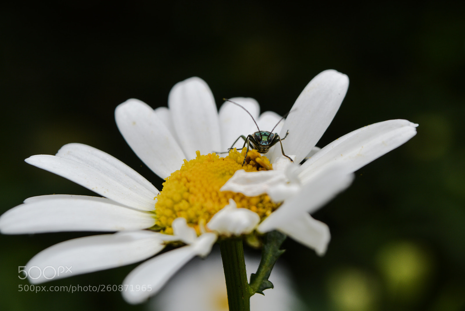 Nikon D3200 sample photo. Fat legged flower beetle photography