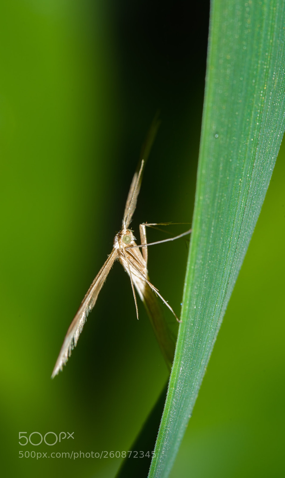 Nikon D7200 sample photo. Plume moth on grass photography