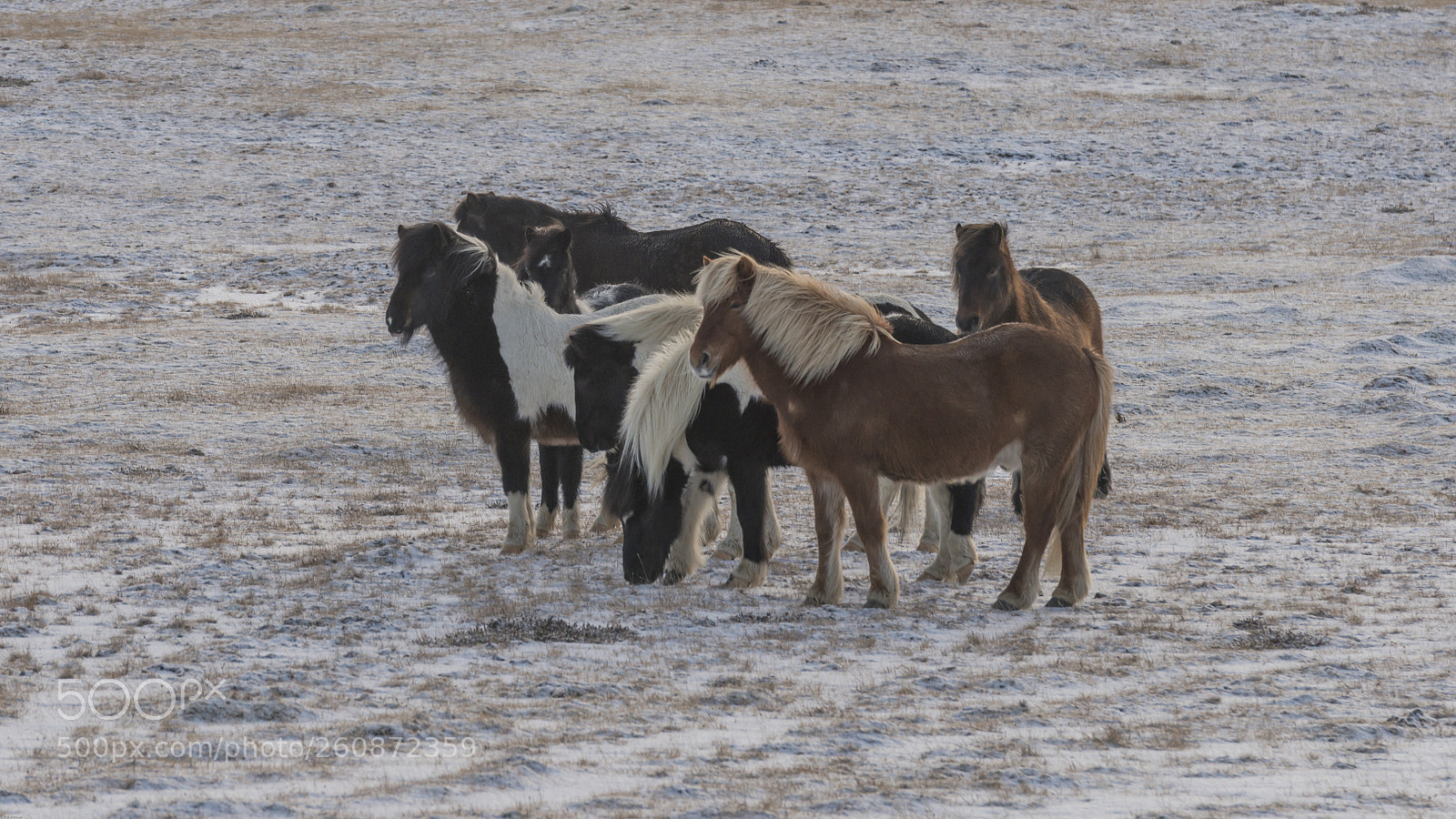 Nikon D800 sample photo. Iceland's horse photography