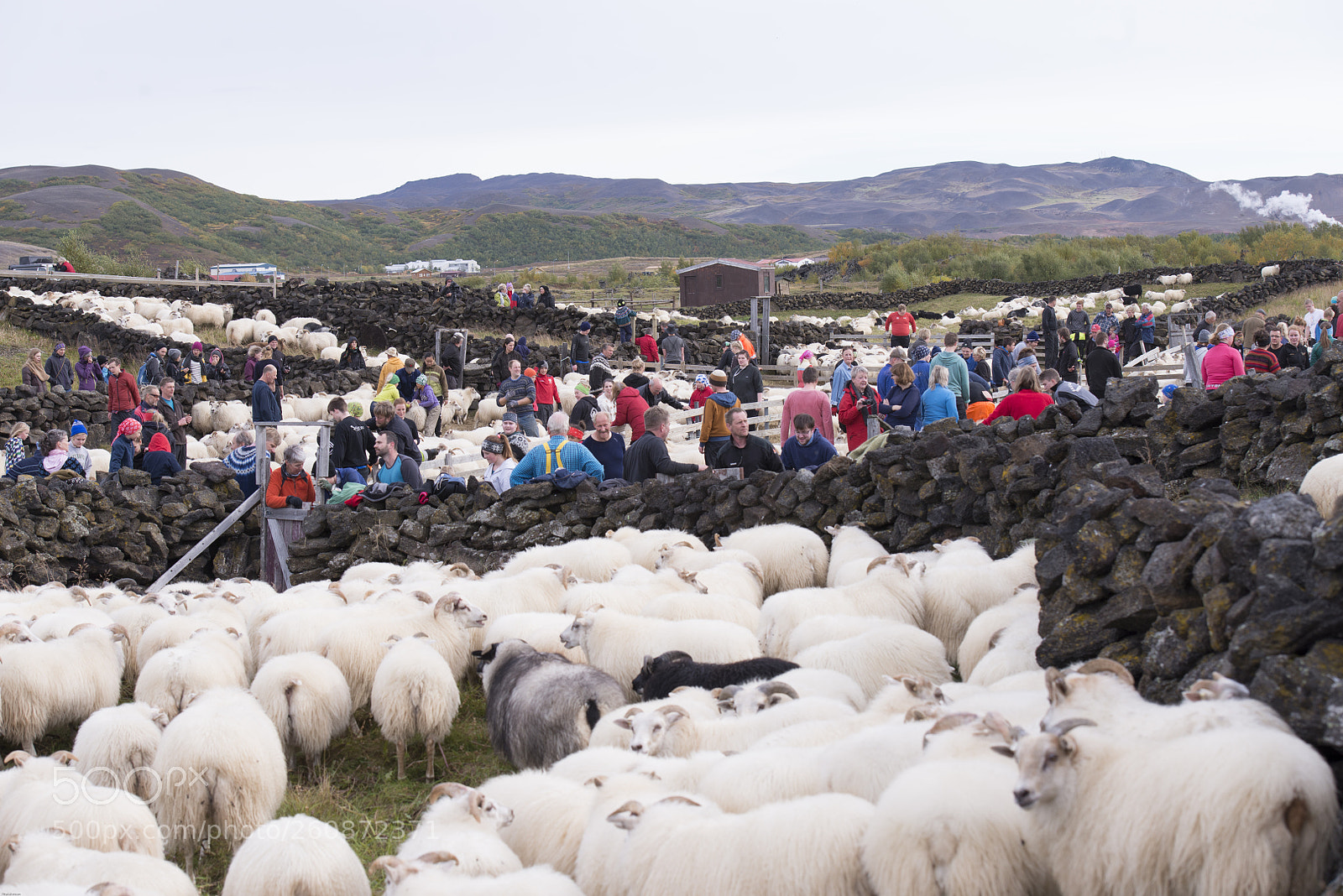 Nikon D800 sample photo. Sheep at iceland photography