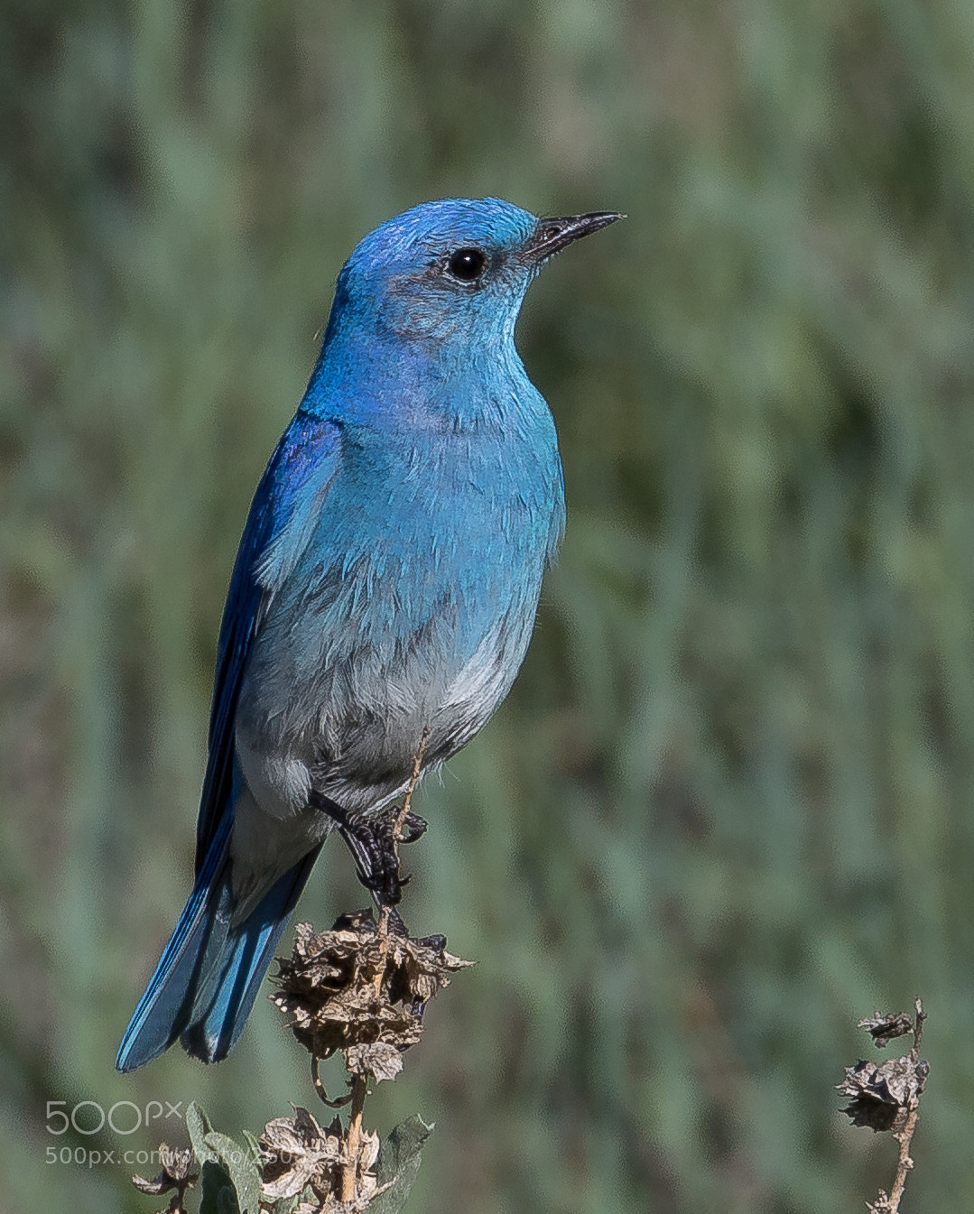 Canon EOS 7D Mark II sample photo. Mountain bluebird photography