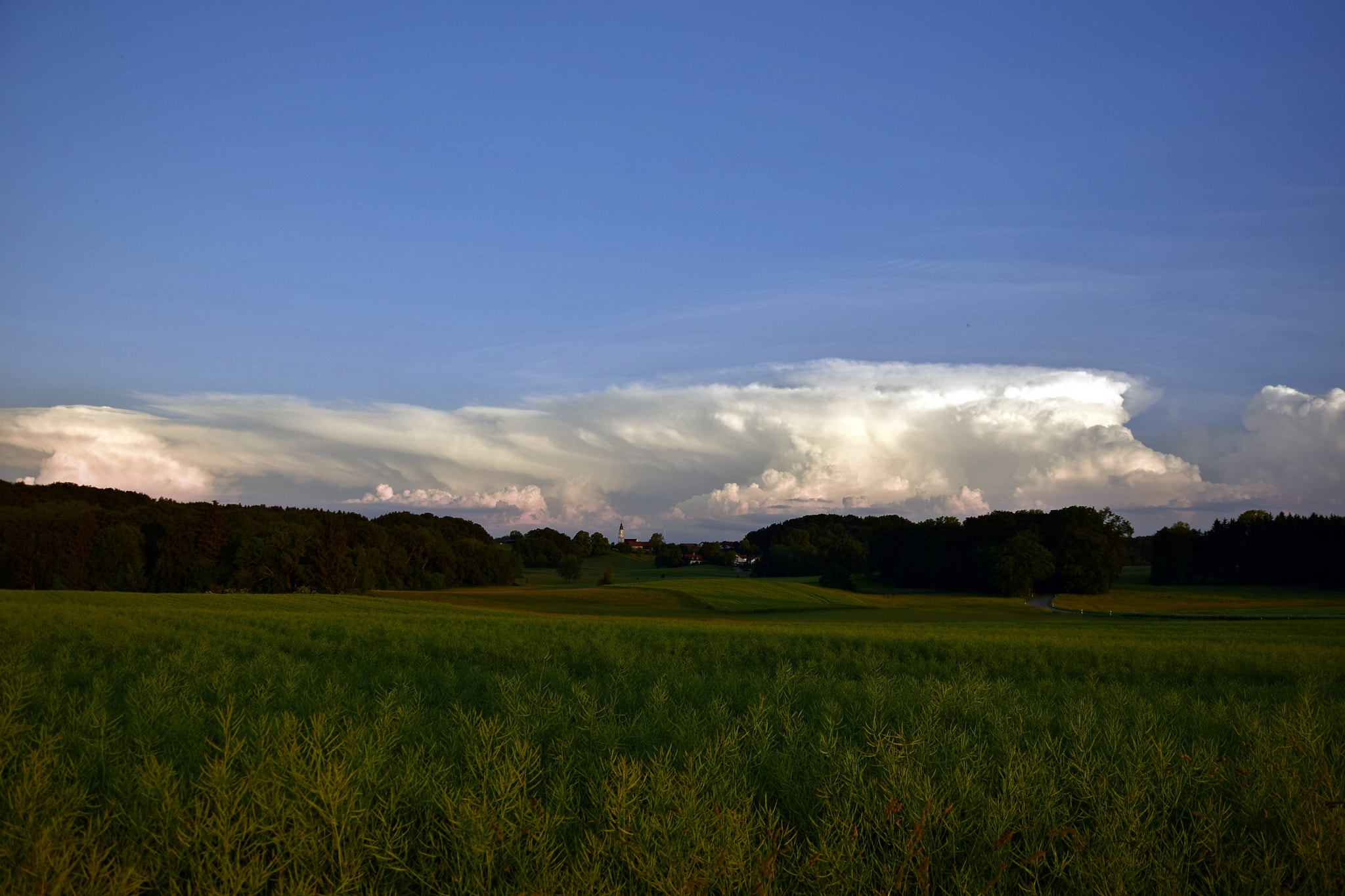 Nikon D3300 sample photo. Zuckerwatte photography