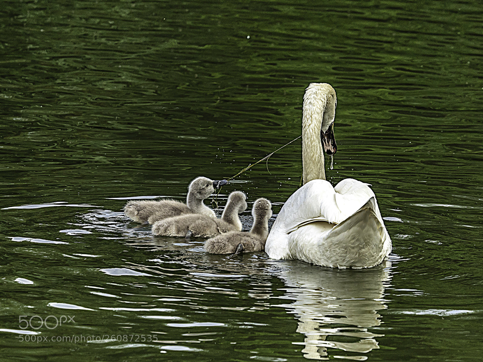 Olympus OM-D E-M5 II sample photo. Cygnet tug of war photography