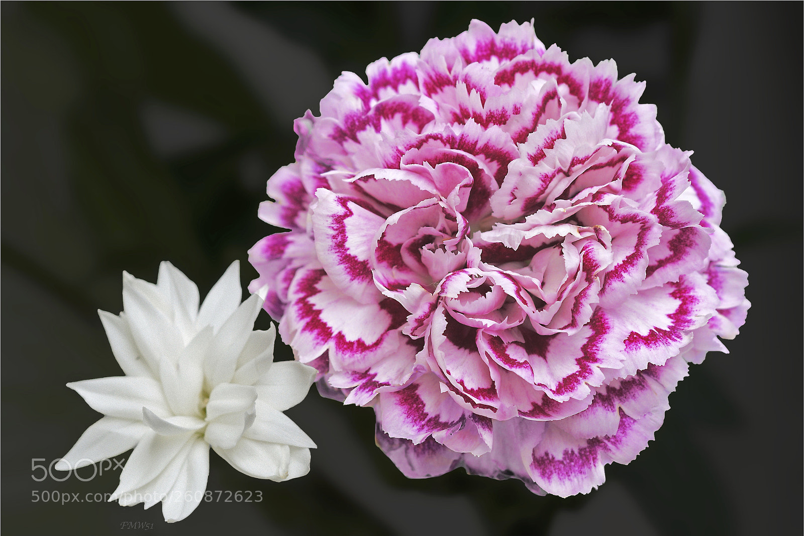 Sony ILCA-77M2 sample photo. 1 ½ carnetions photography