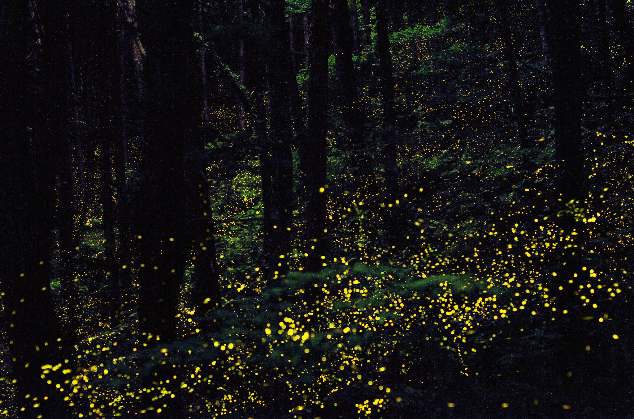 Pentax K-01 sample photo. In the midnight forest photography