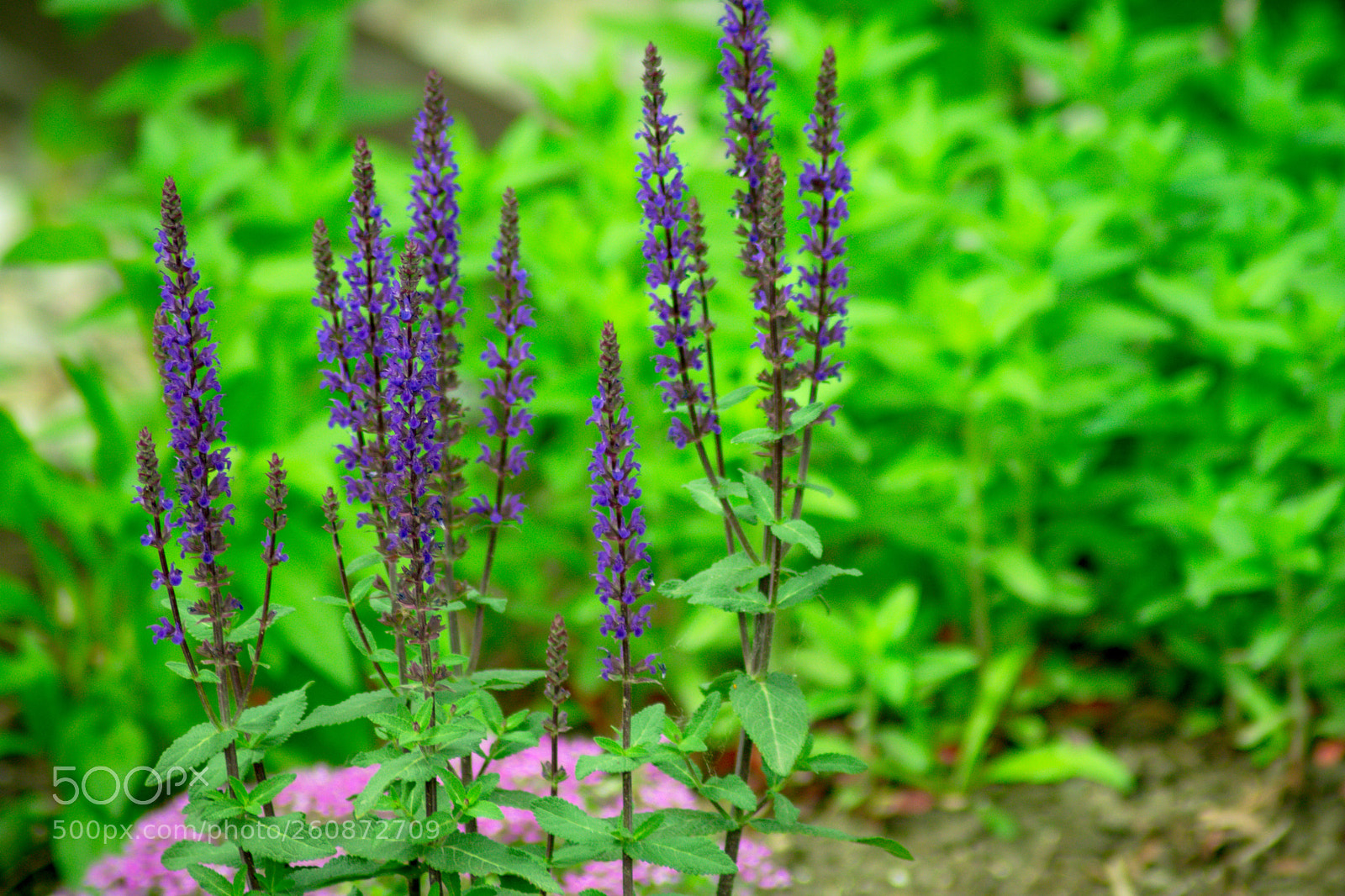 Nikon D3400 sample photo. Purple and green photography