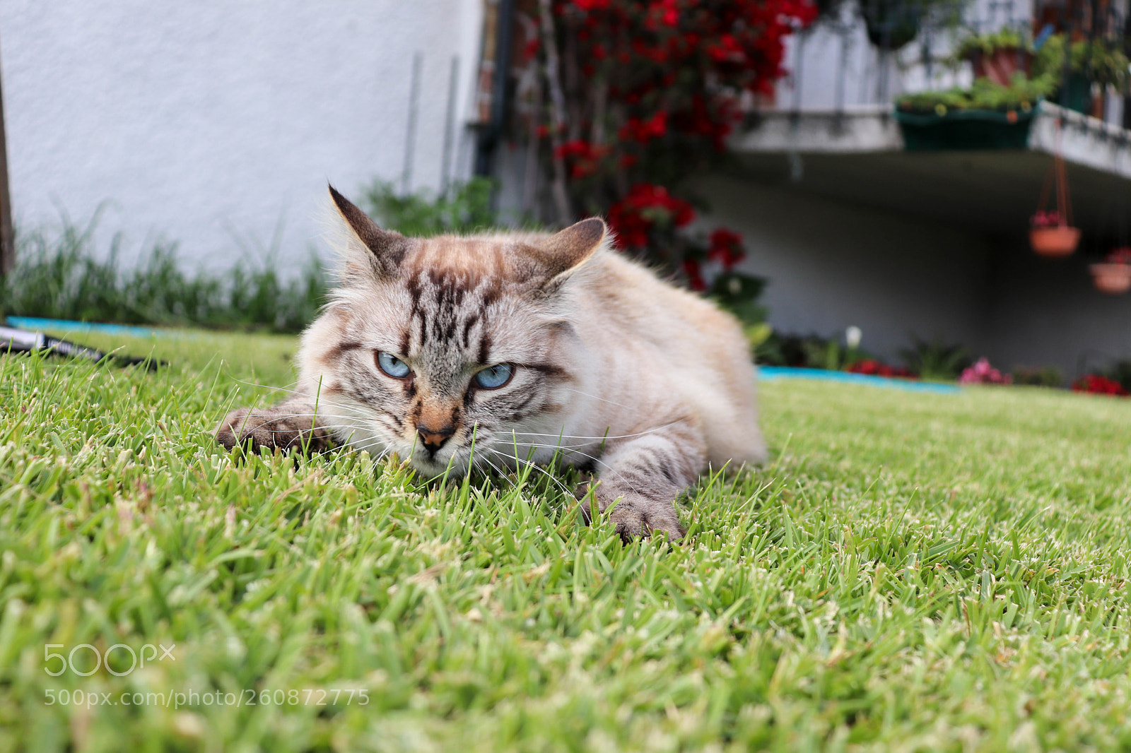 Canon EOS 200D (EOS Rebel SL2 / EOS Kiss X9) sample photo. Ruca, the cat photography