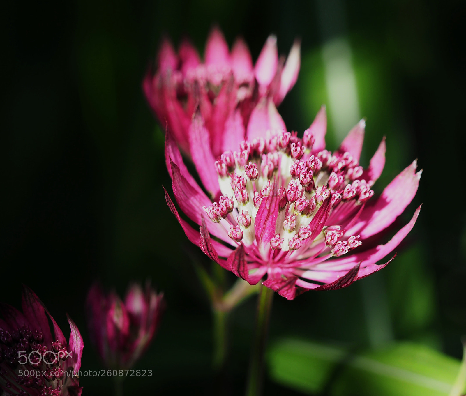 Olympus OM-D E-M5 II sample photo. Astrantia and shadow photography