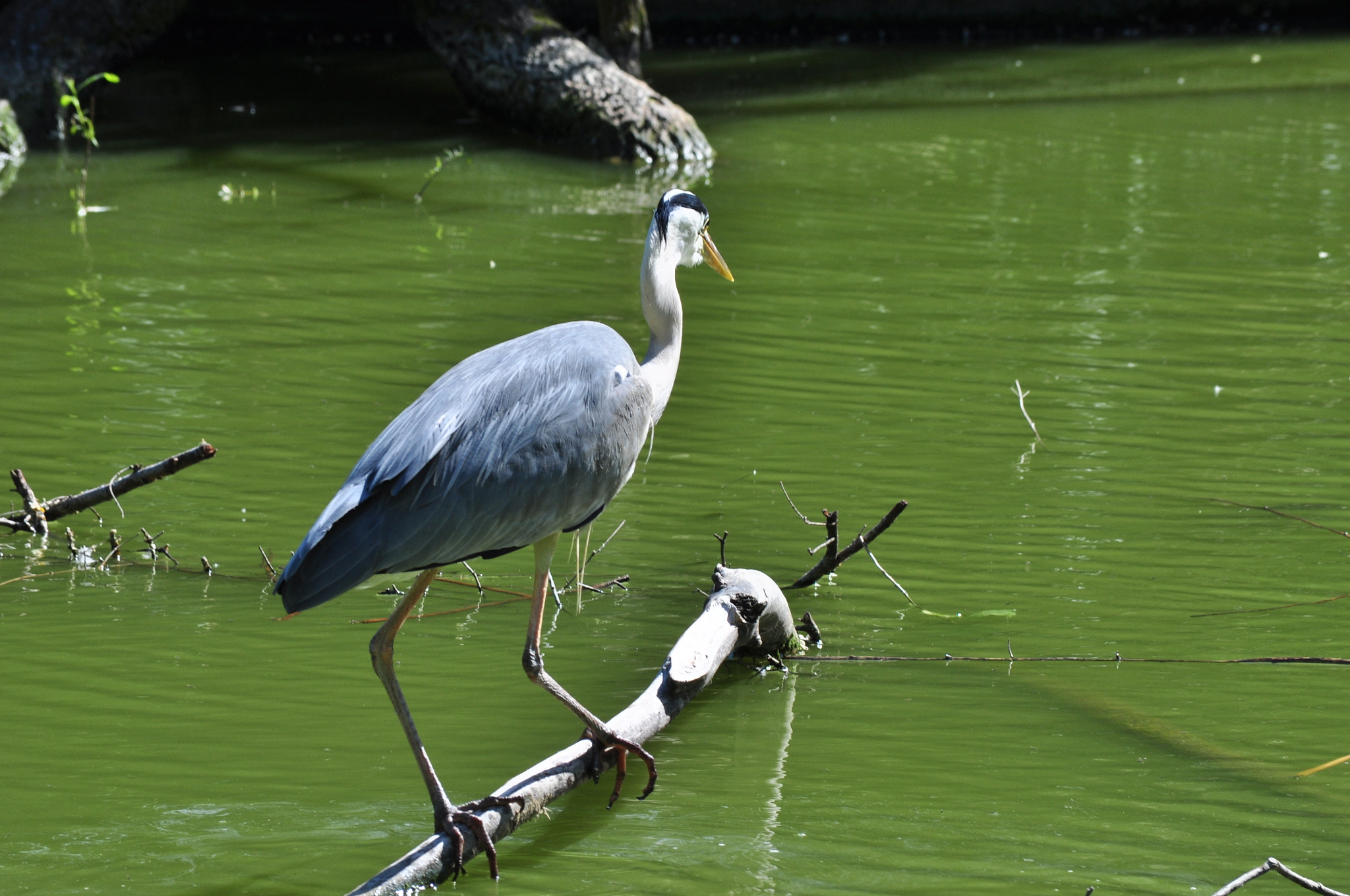 Nikon D5000 sample photo. Gray heron #10 photography
