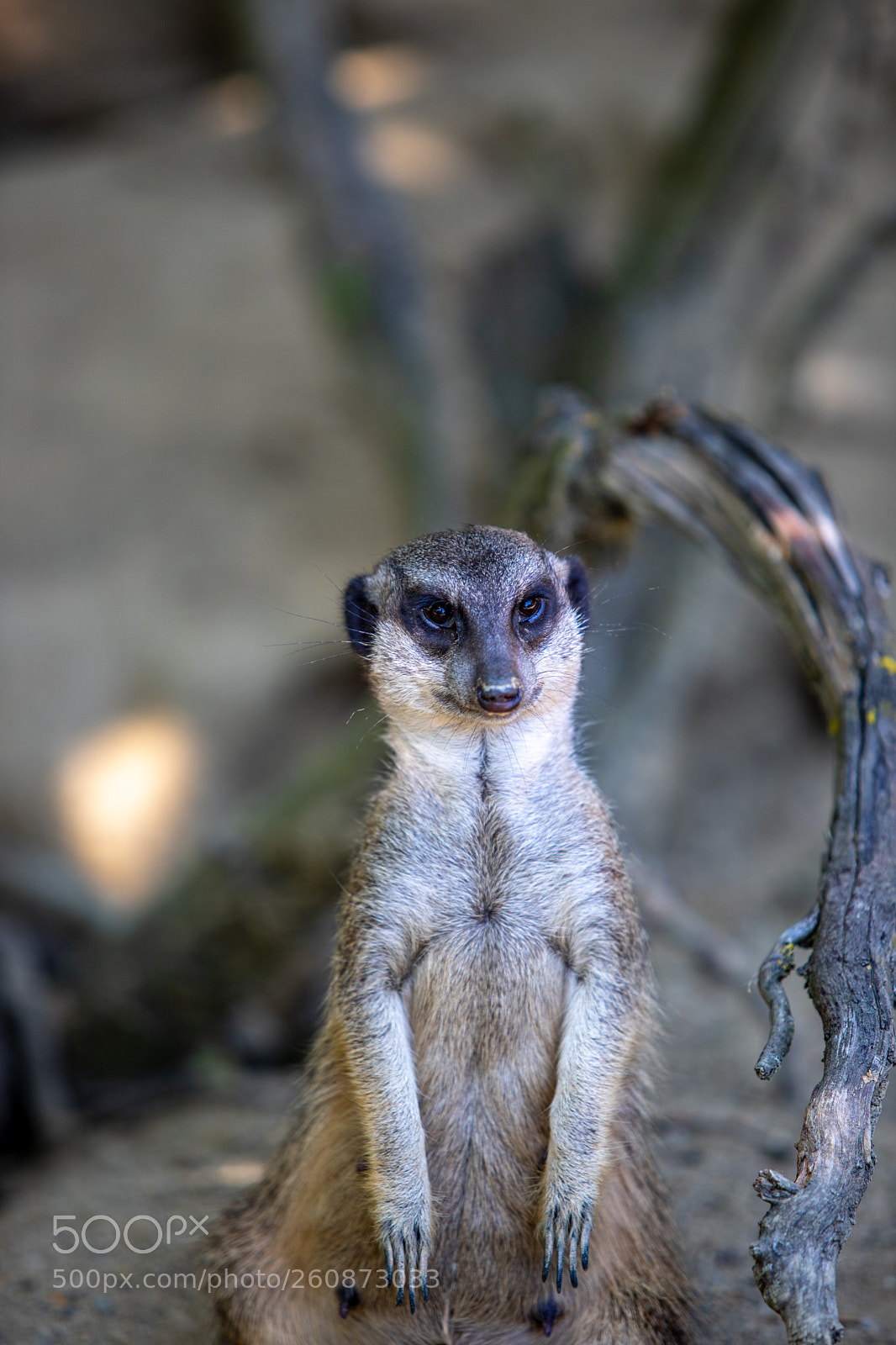 Canon EOS 6D Mark II sample photo. The meerkat photography