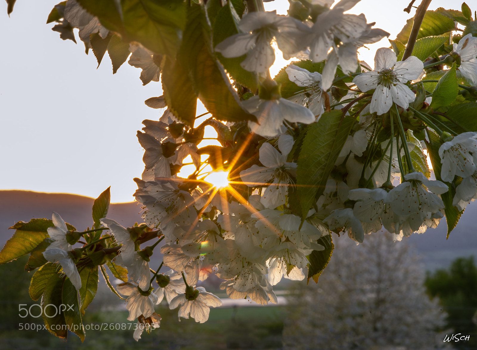 Sony a7 II sample photo. Cherry blossom photography