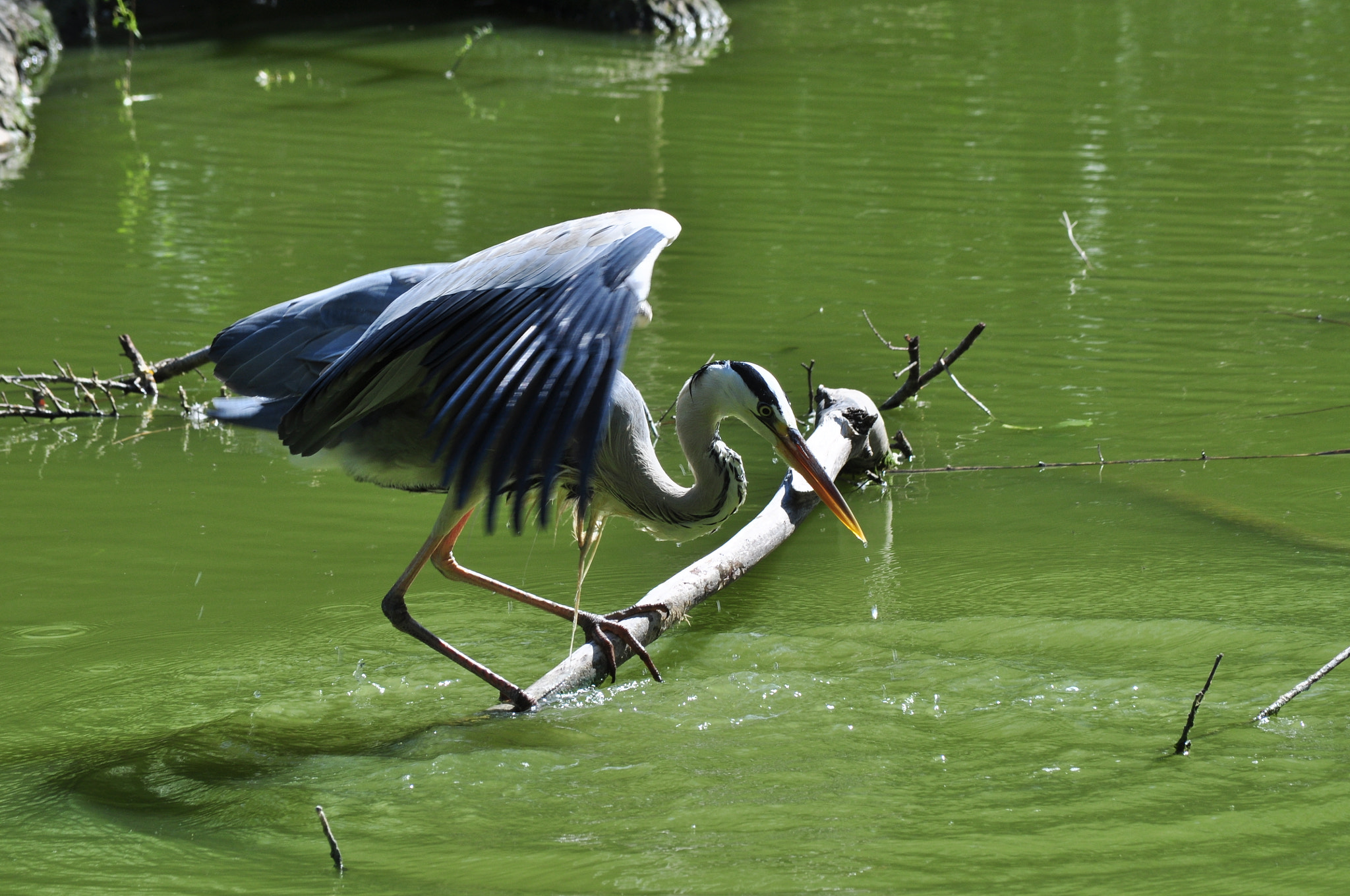 Nikon D5000 sample photo. Gray heron #09 photography