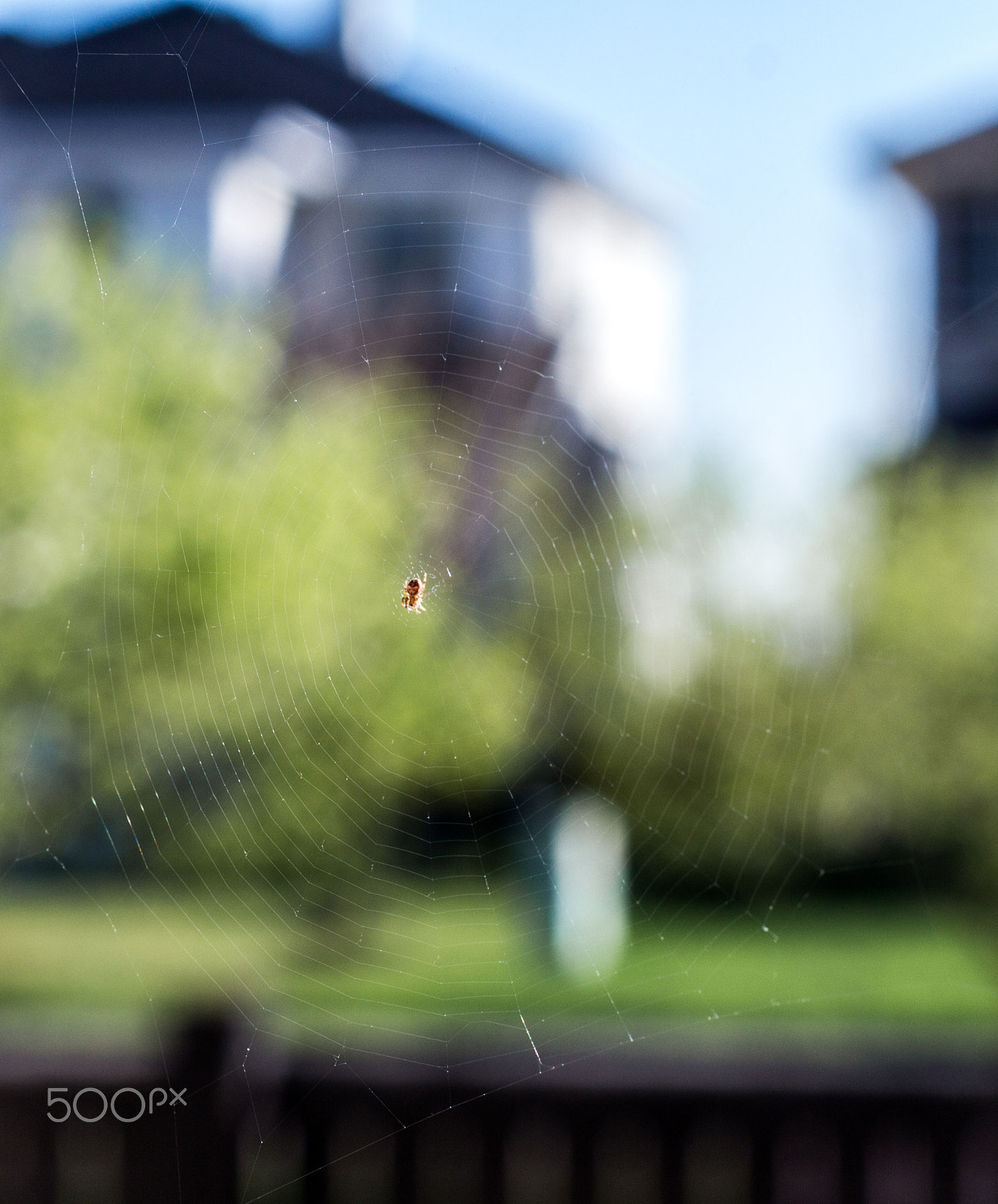 Canon EOS 650D (EOS Rebel T4i / EOS Kiss X6i) sample photo. Spidey photography