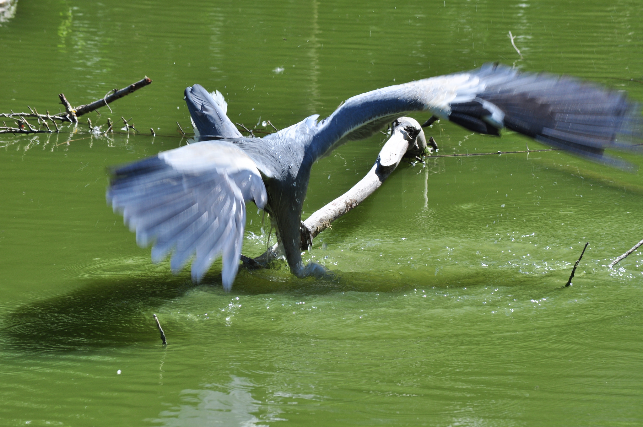 Nikon D5000 sample photo. Gray heron #08 photography