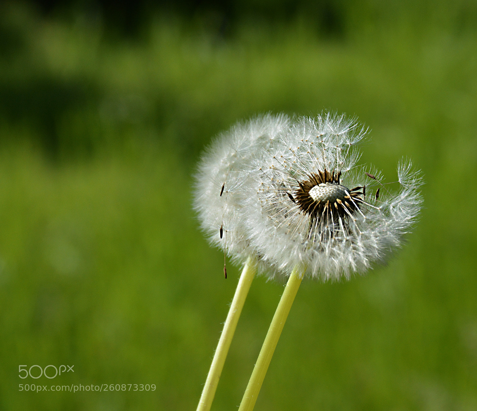 Nikon D5200 sample photo. Late spring colors photography