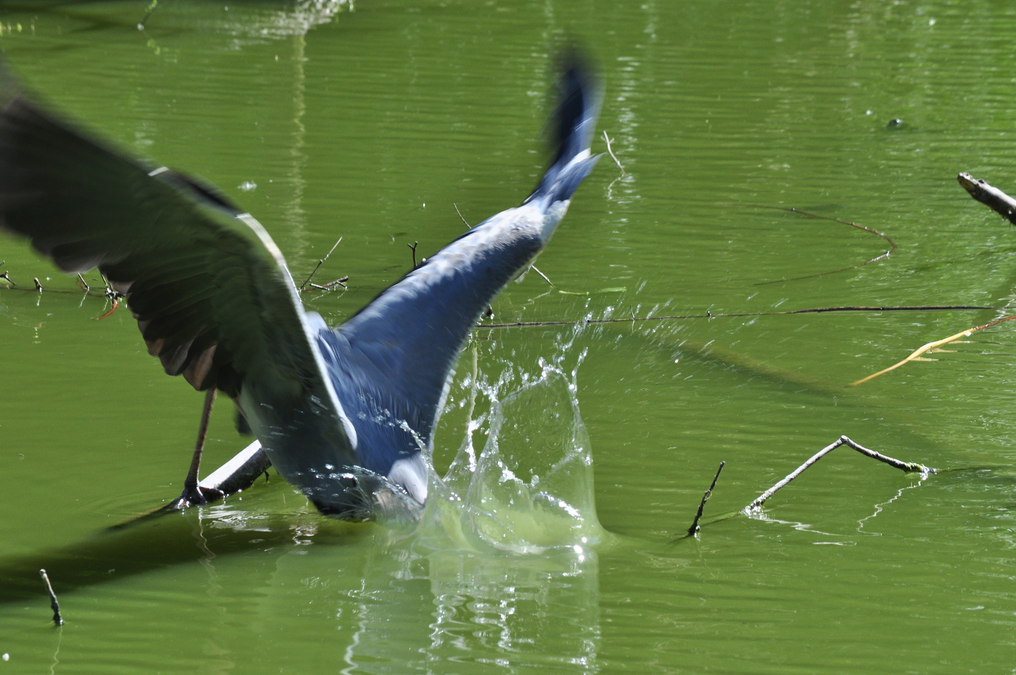 Nikon D5000 sample photo. Gray heron #07 photography