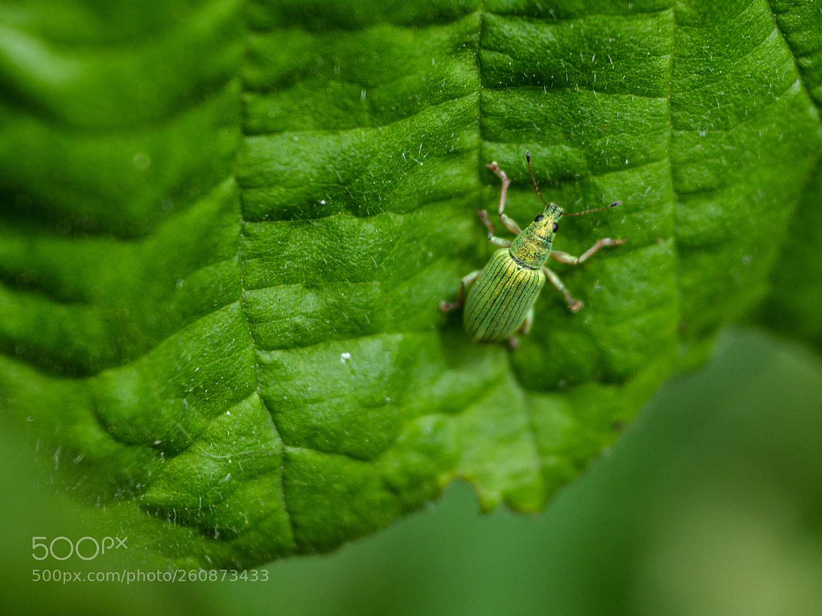 Nikon D3200 sample photo. Green leaf weevil phyllobius photography