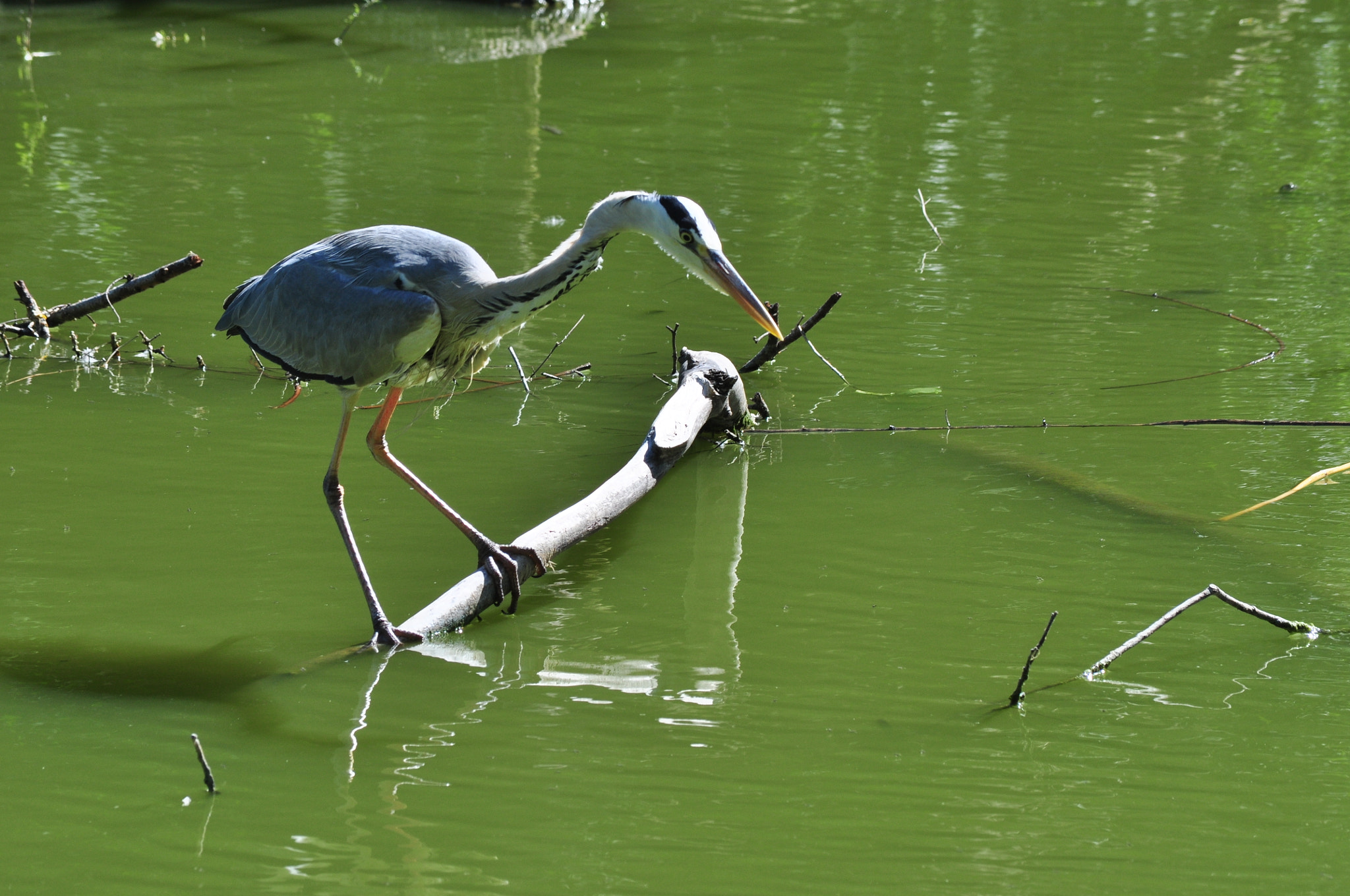 Nikon D5000 sample photo. Gray heron #06 photography