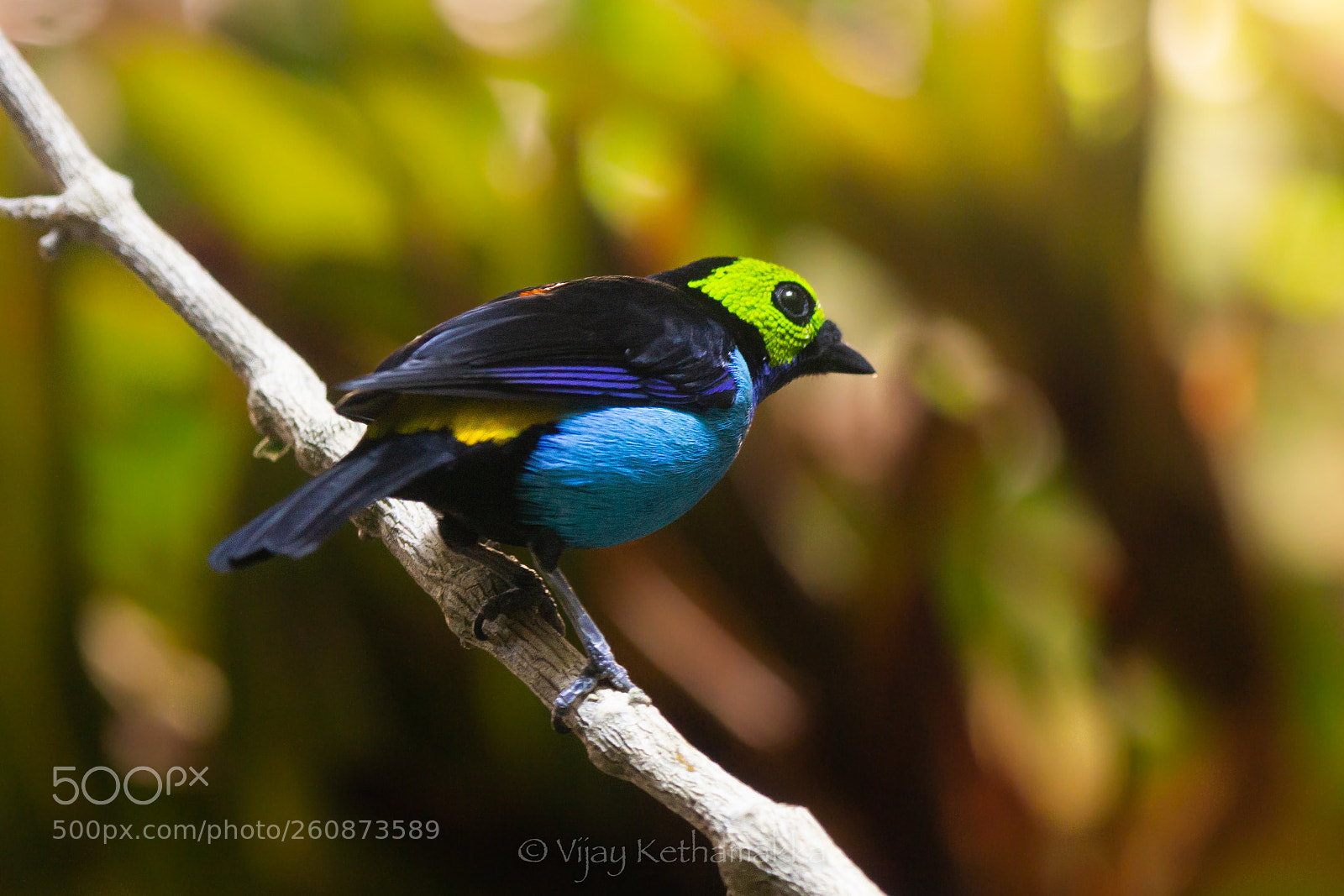 Sony a6000 sample photo. Paradise tanager back photography