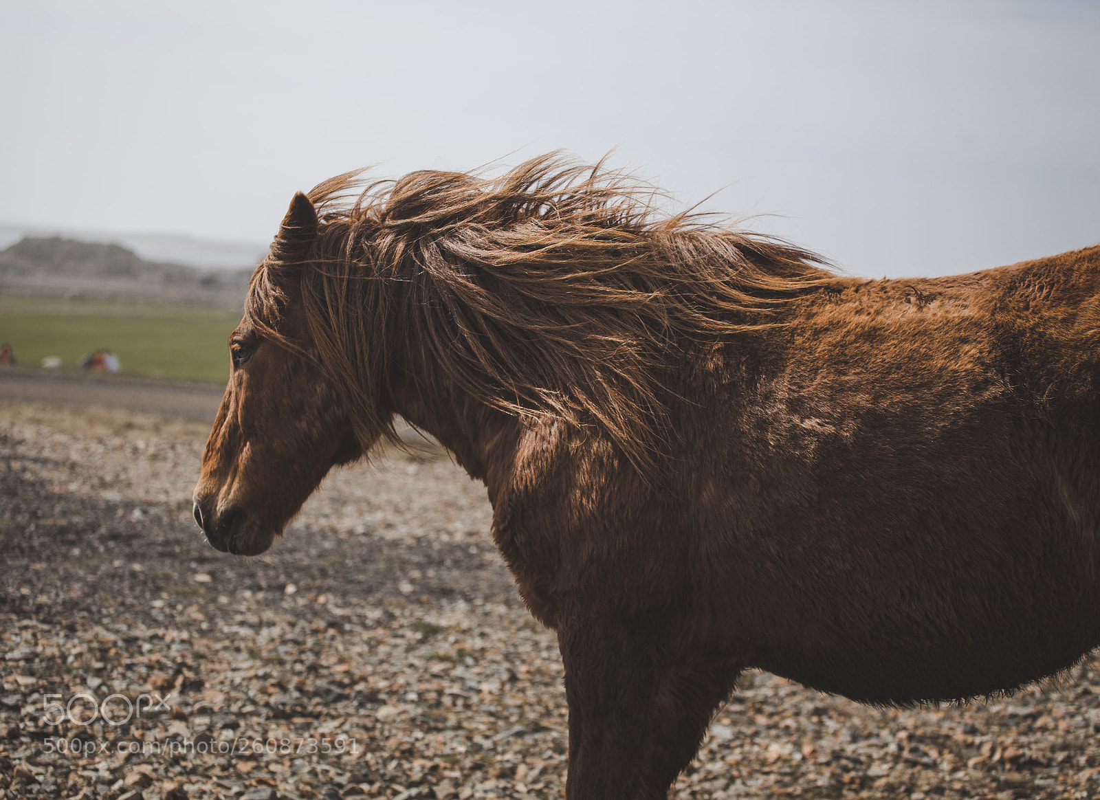 Canon EOS 6D sample photo. Icelandic horse photography