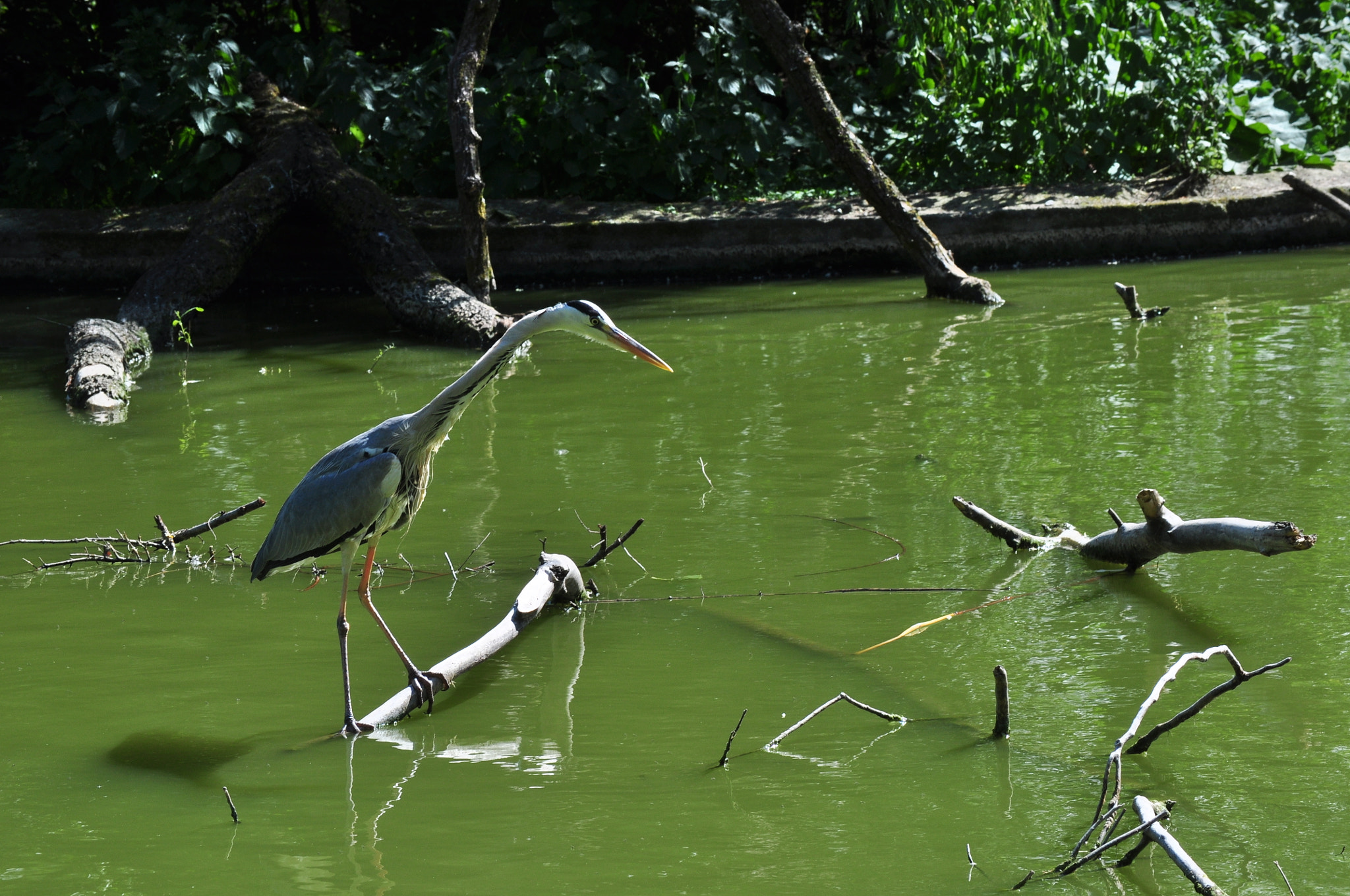 Nikon D5000 sample photo. Gray heron #05 photography