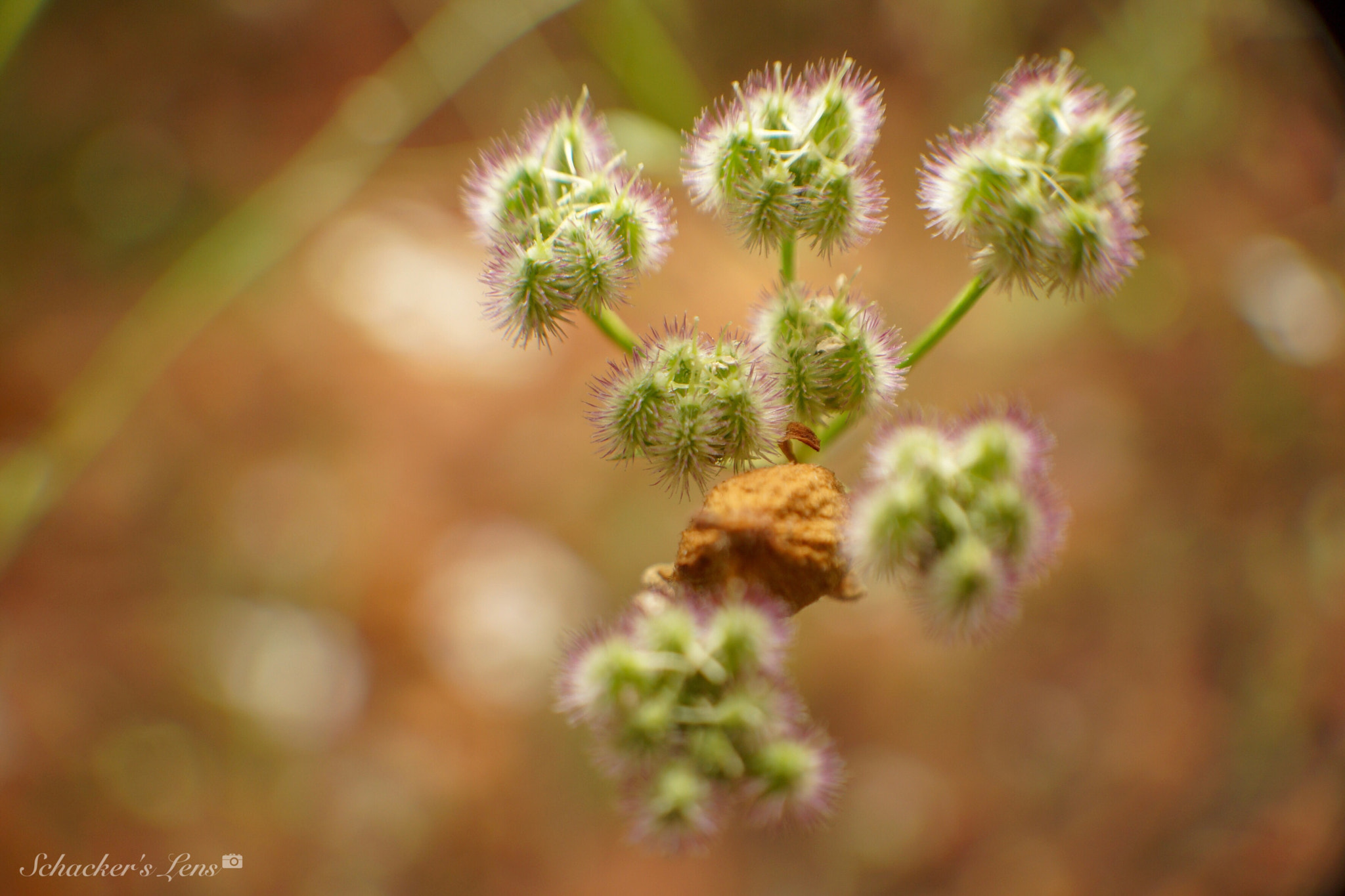 Sony SLT-A65 (SLT-A65V) sample photo. جميل عن قرب photography