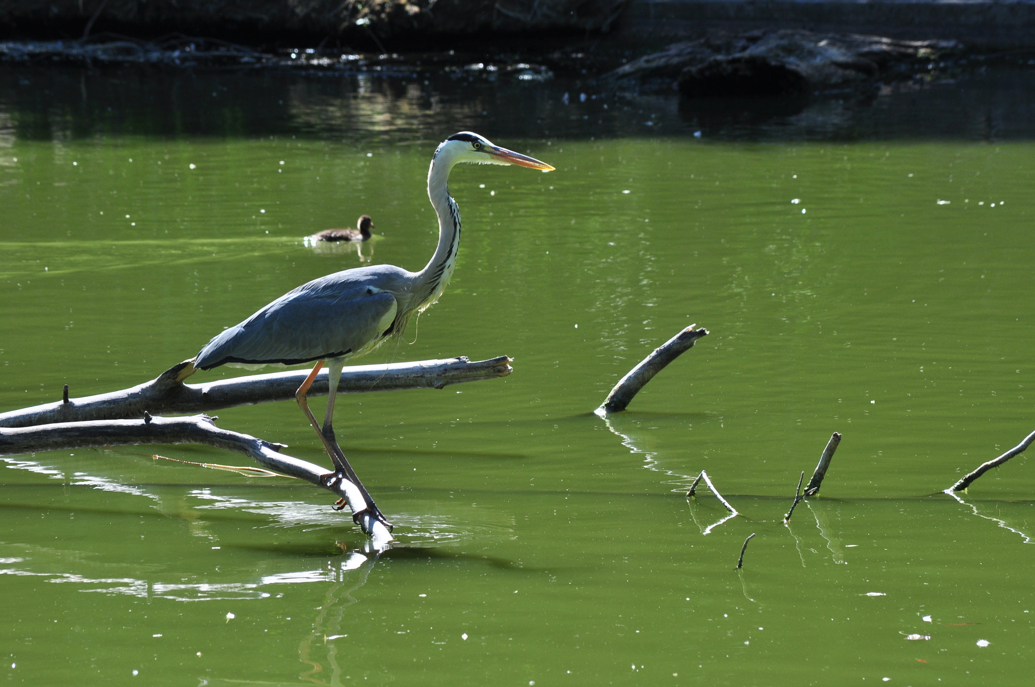 Nikon D5000 sample photo. Gray heron #04 photography