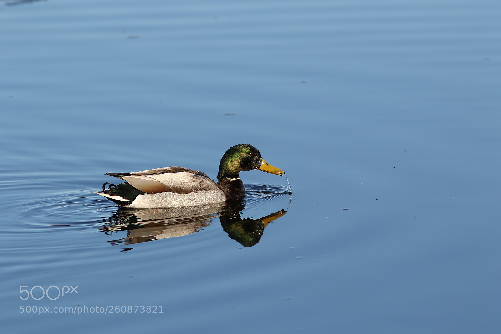 Canon EOS 7D Mark II sample photo. Mallard photography