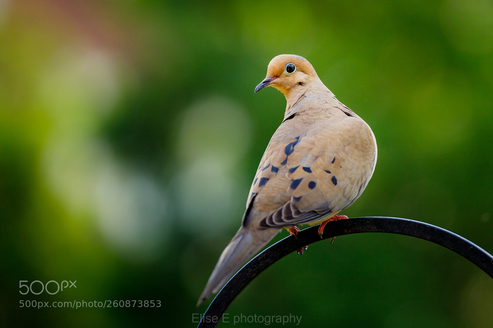 Canon EOS 6D Mark II sample photo. Mourning dove photography