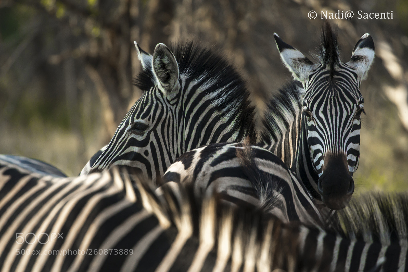 Canon EOS-1D X sample photo. Africa photography