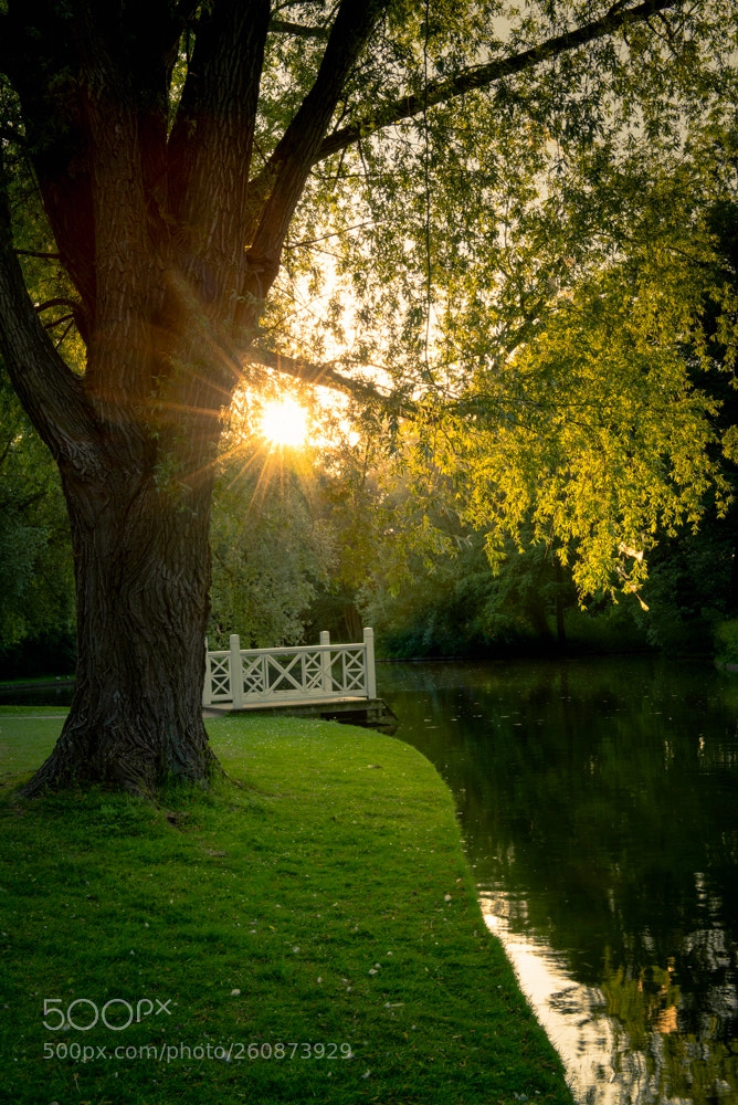 Nikon D750 sample photo. Frederiksberg have # photography