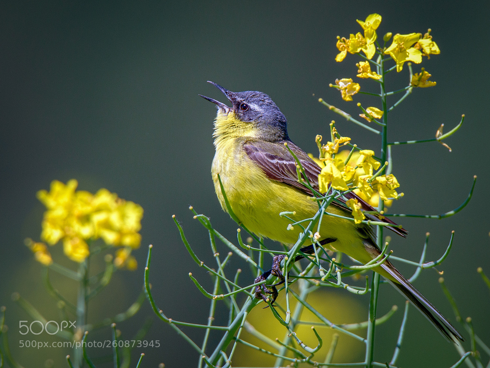 Nikon D810 sample photo. Yellow wagtail photography