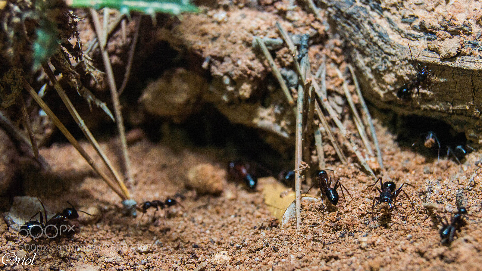 Nikon D3200 sample photo. The nest photography