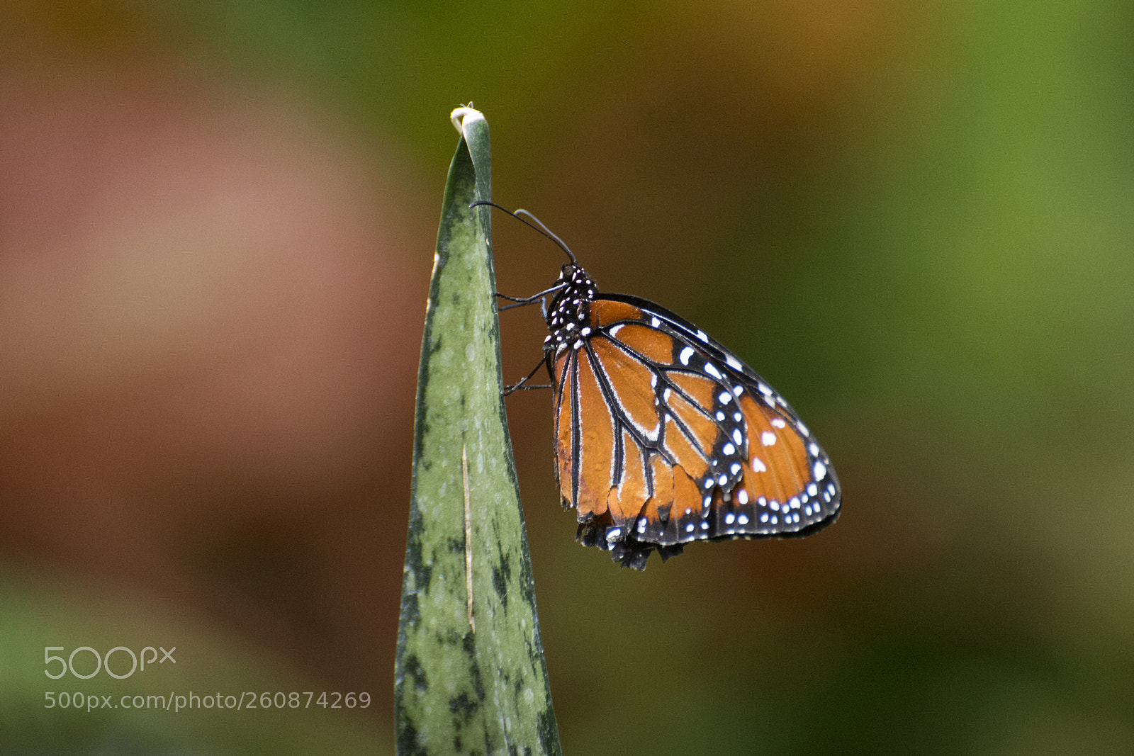Nikon D7200 sample photo. Butterfly 2018-40 photography