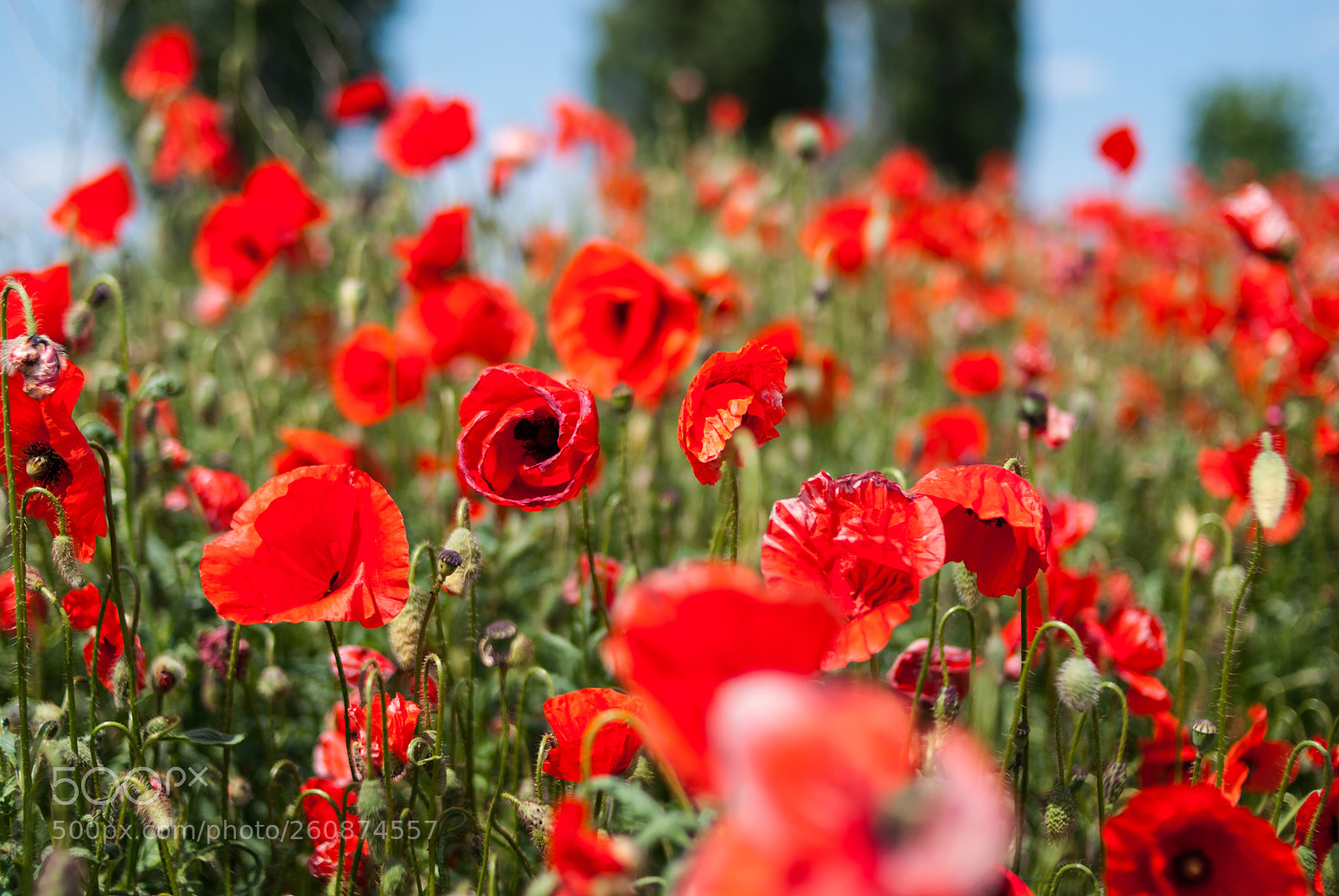 Nikon D200 sample photo. Poppies rovenshchiny photography