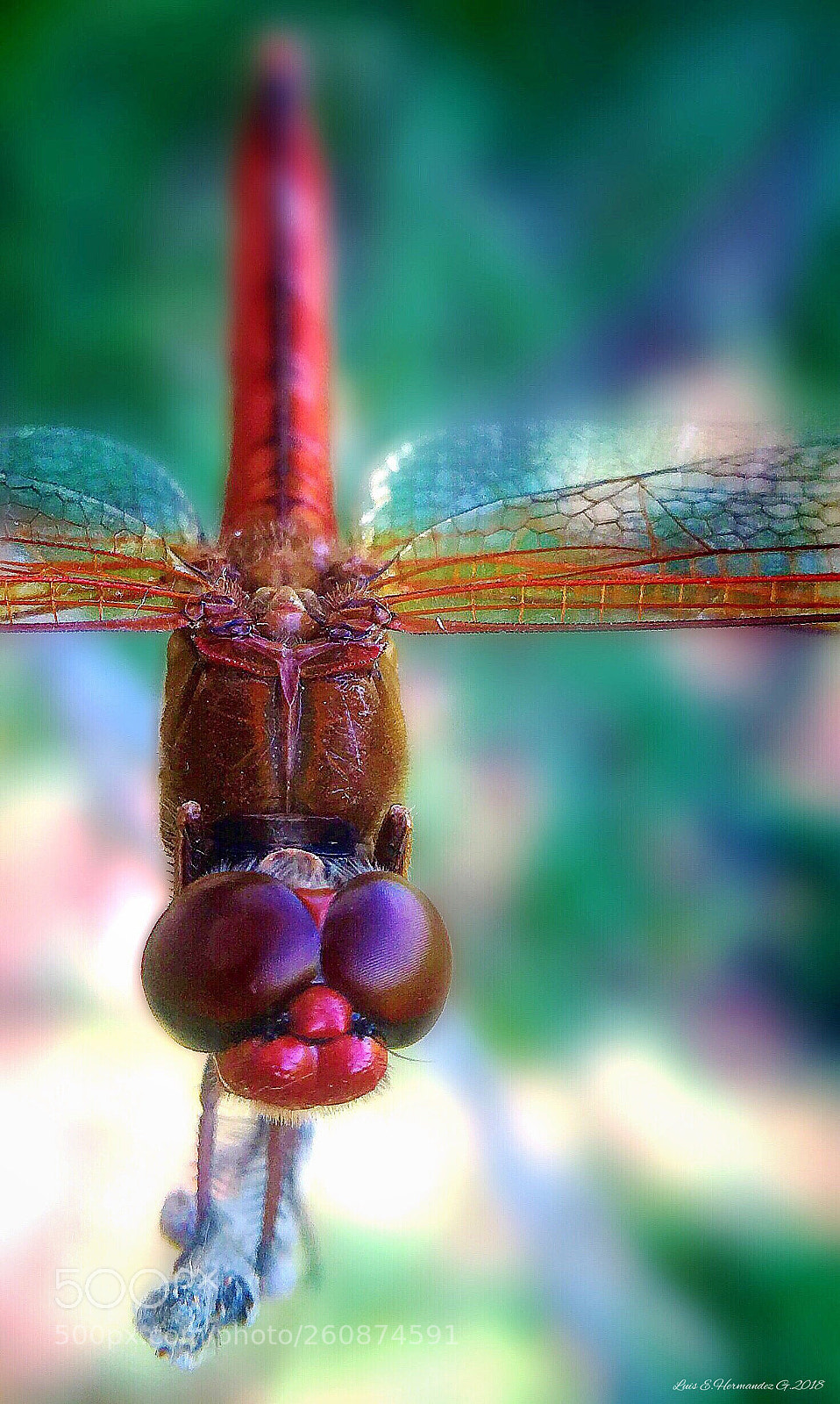 Apple iPhone 6s sample photo. Macro de libelula roja photography