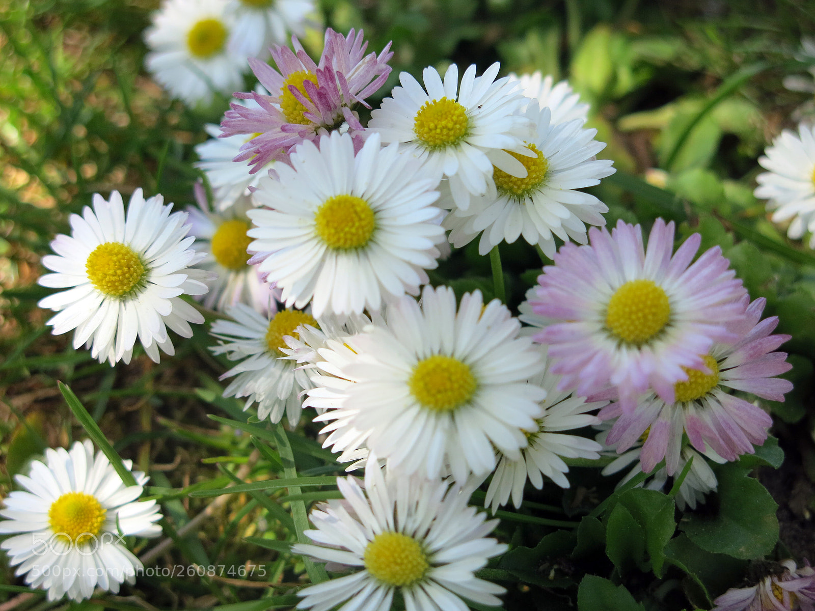 Canon PowerShot G15 sample photo. Img_2279-0.jpg  daisys photography